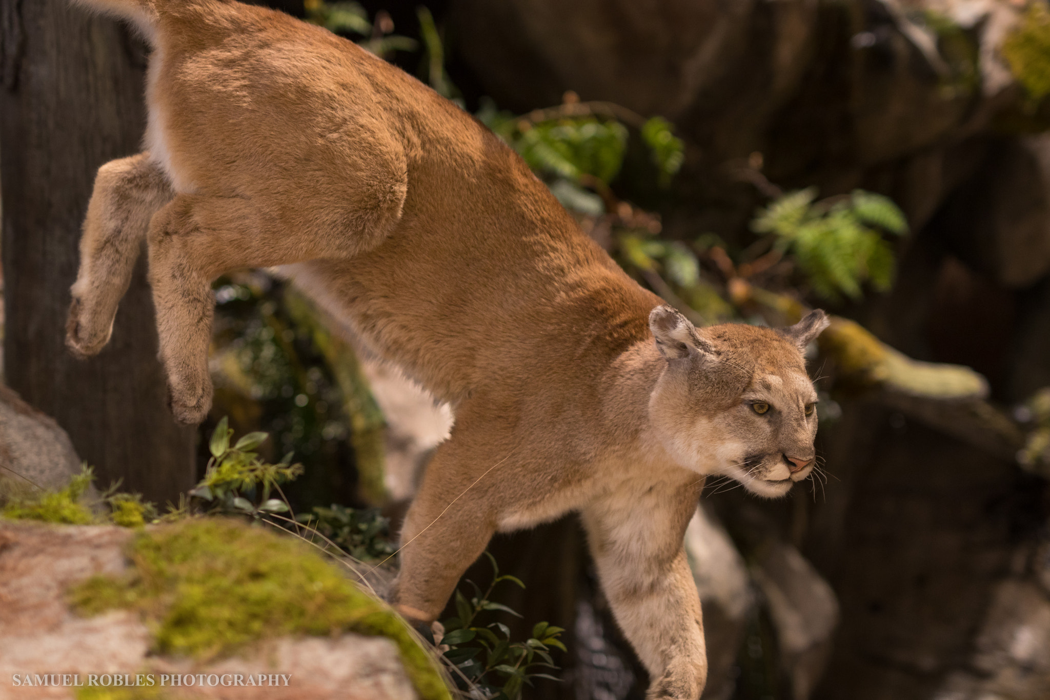 Sigma 50mm F1.4 EX DG HSM sample photo. Wild cat photography