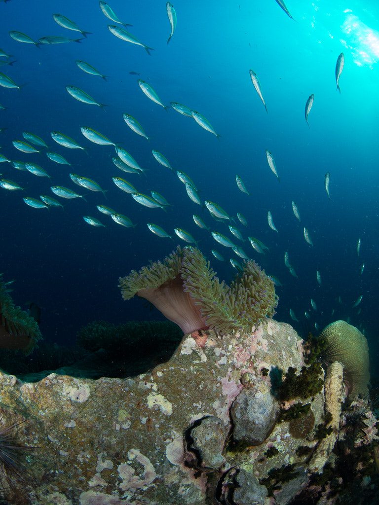 Olympus OM-D E-M5 + LUMIX G FISHEYE 8/F3.5 sample photo. Chumphon pinnacle photography