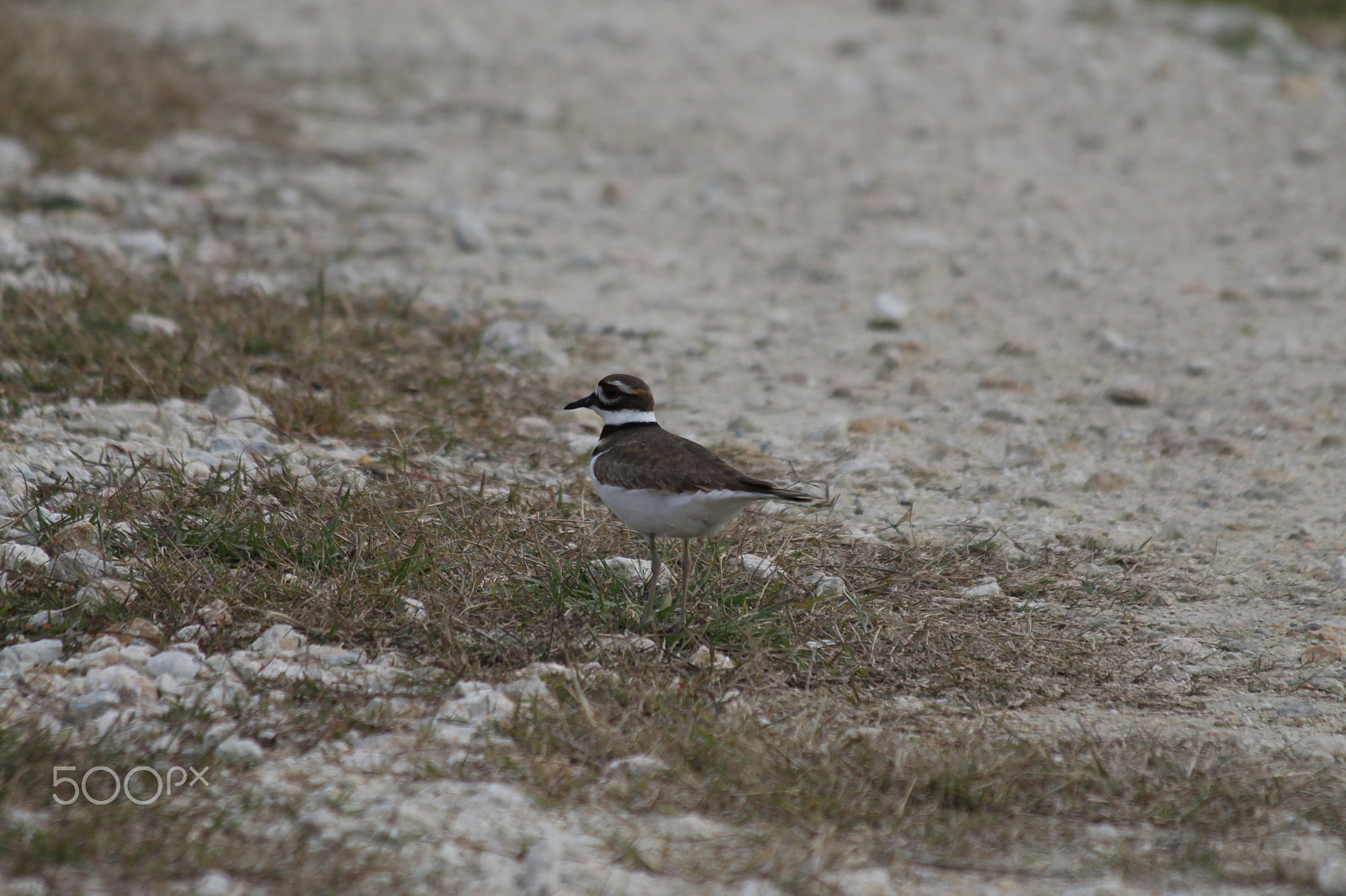 Canon EF 70-300mm F4-5.6 IS USM sample photo. Killdeer bird img photography