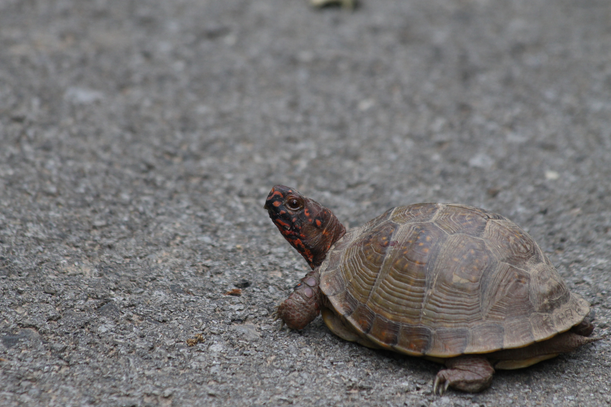 Canon EF 70-300mm F4-5.6 IS USM sample photo. Img photography