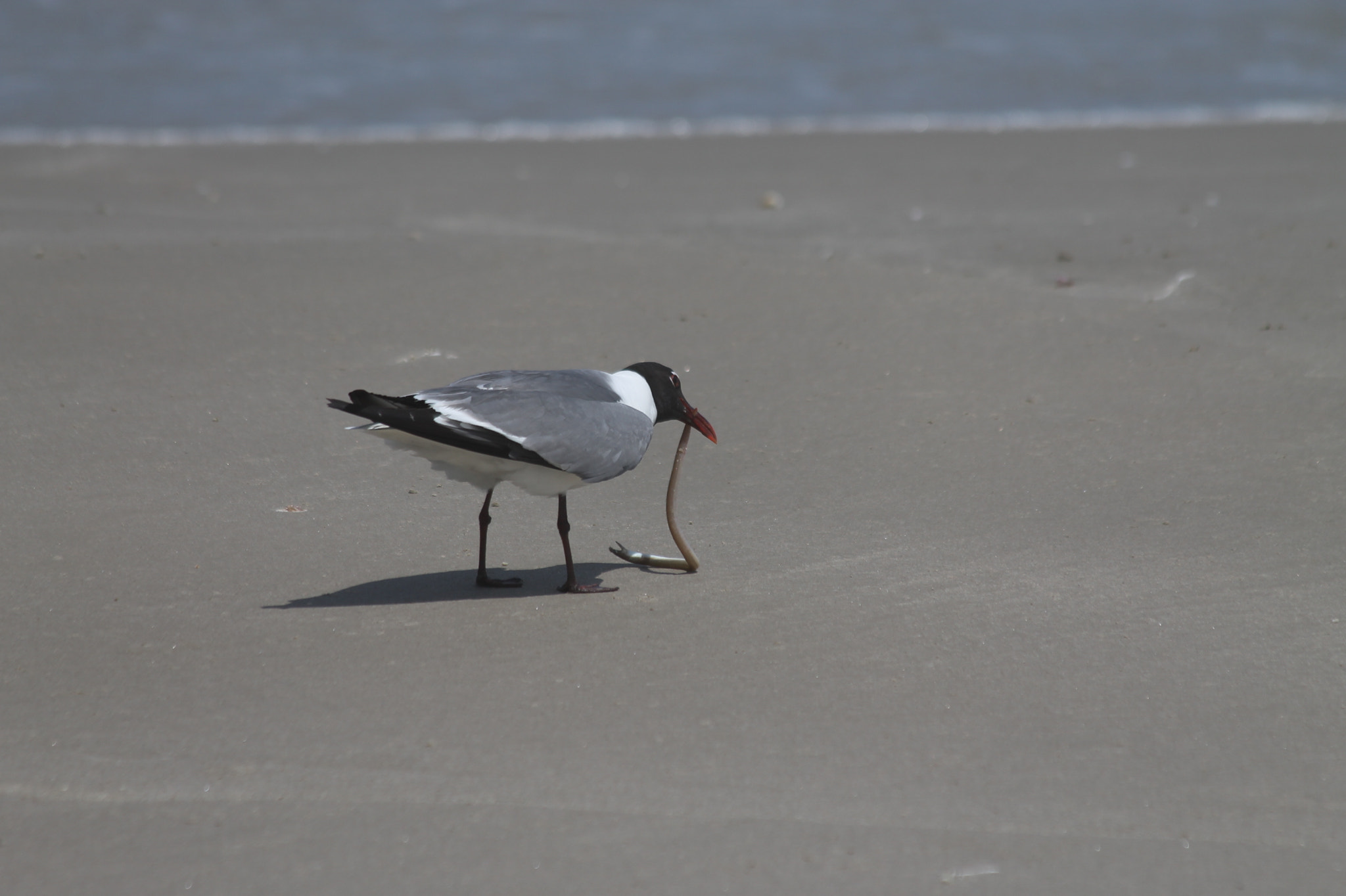 Canon EF 70-300mm F4-5.6 IS USM sample photo. Img photography