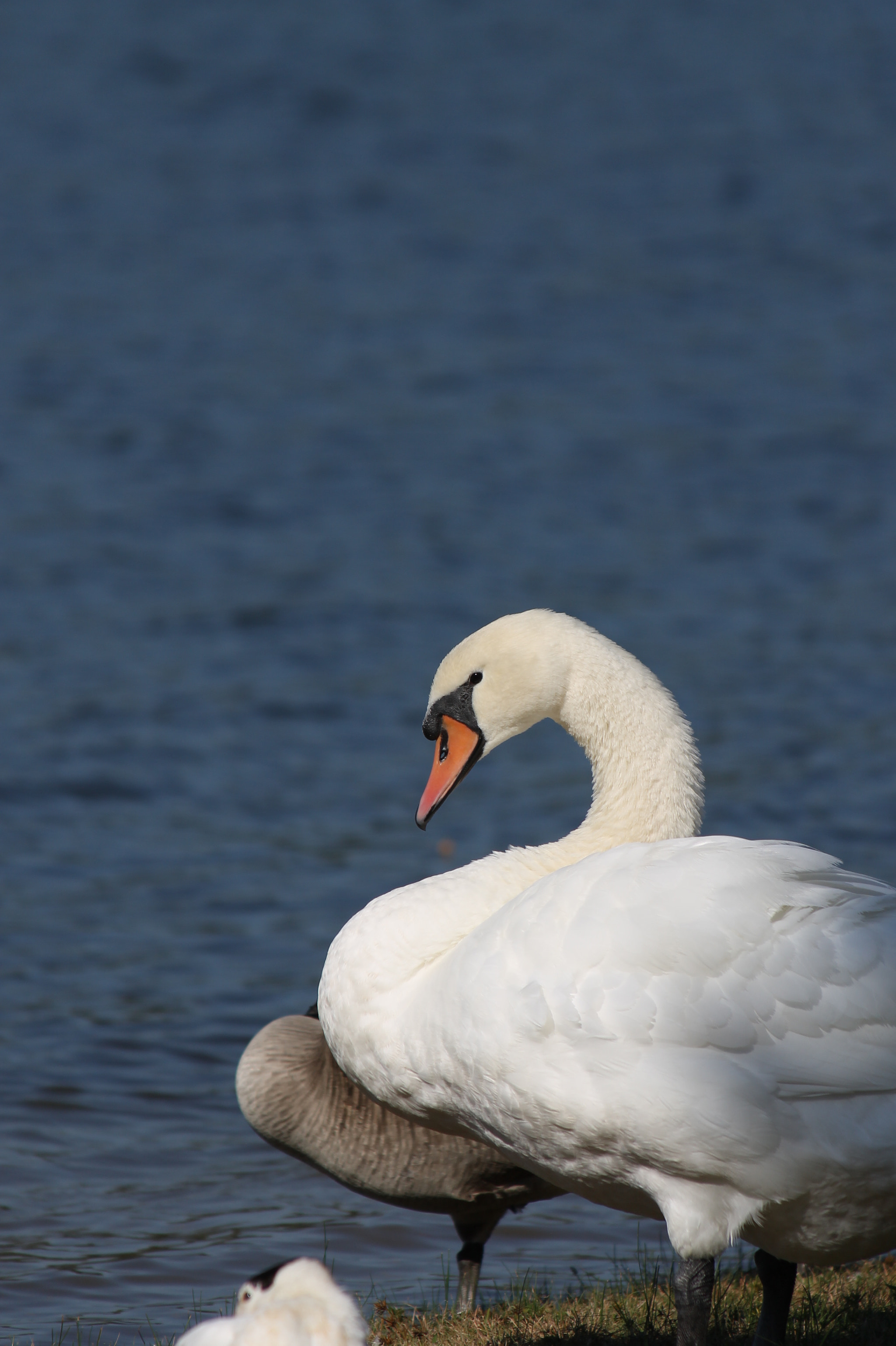 Canon EF 70-300mm F4-5.6 IS USM sample photo. Img photography