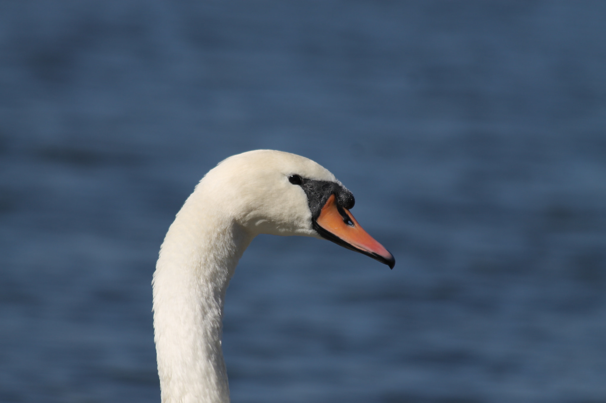 Canon EF 70-300mm F4-5.6 IS USM sample photo. Img photography