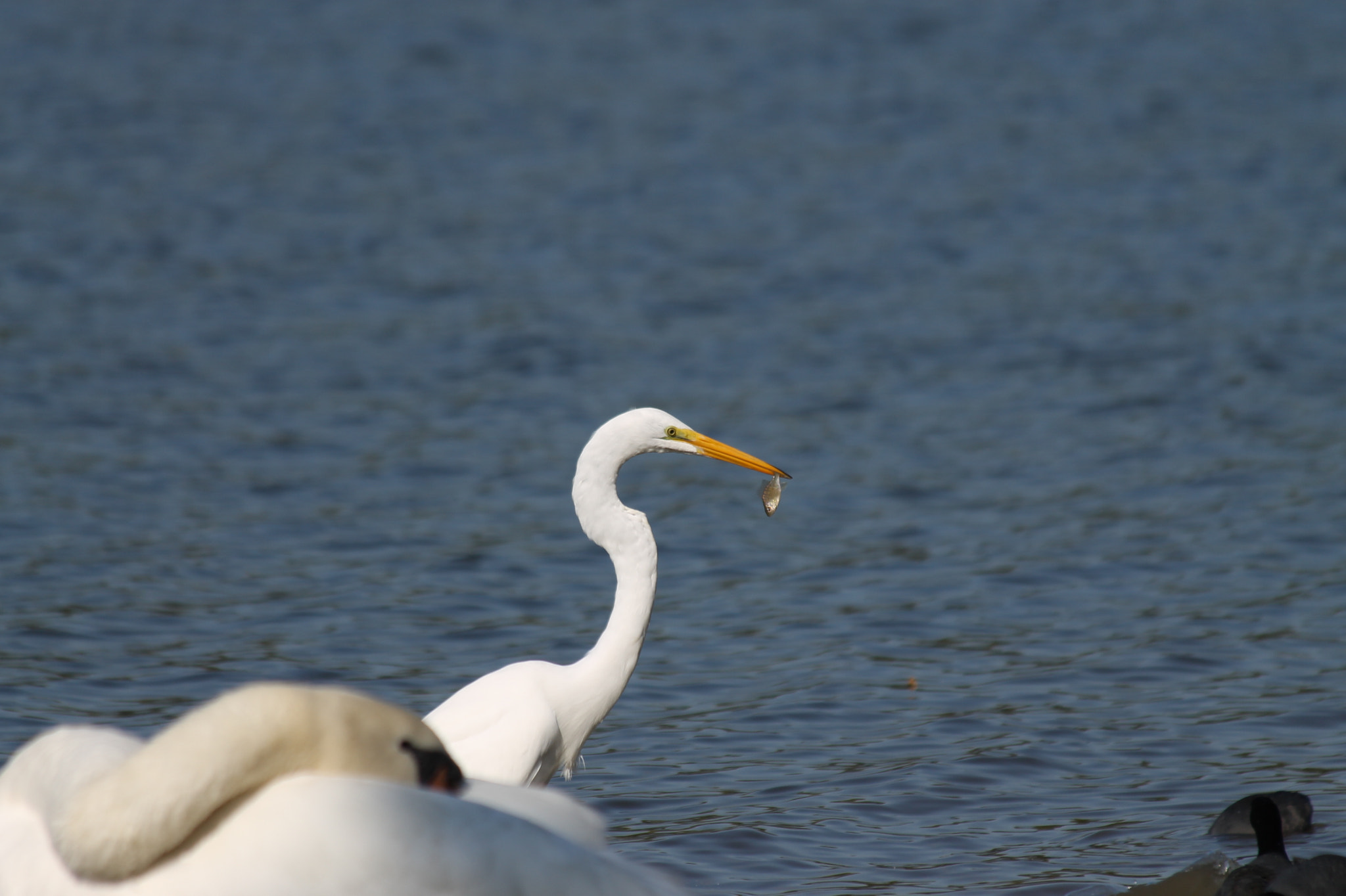 Canon EF 70-300mm F4-5.6 IS USM sample photo. Img photography
