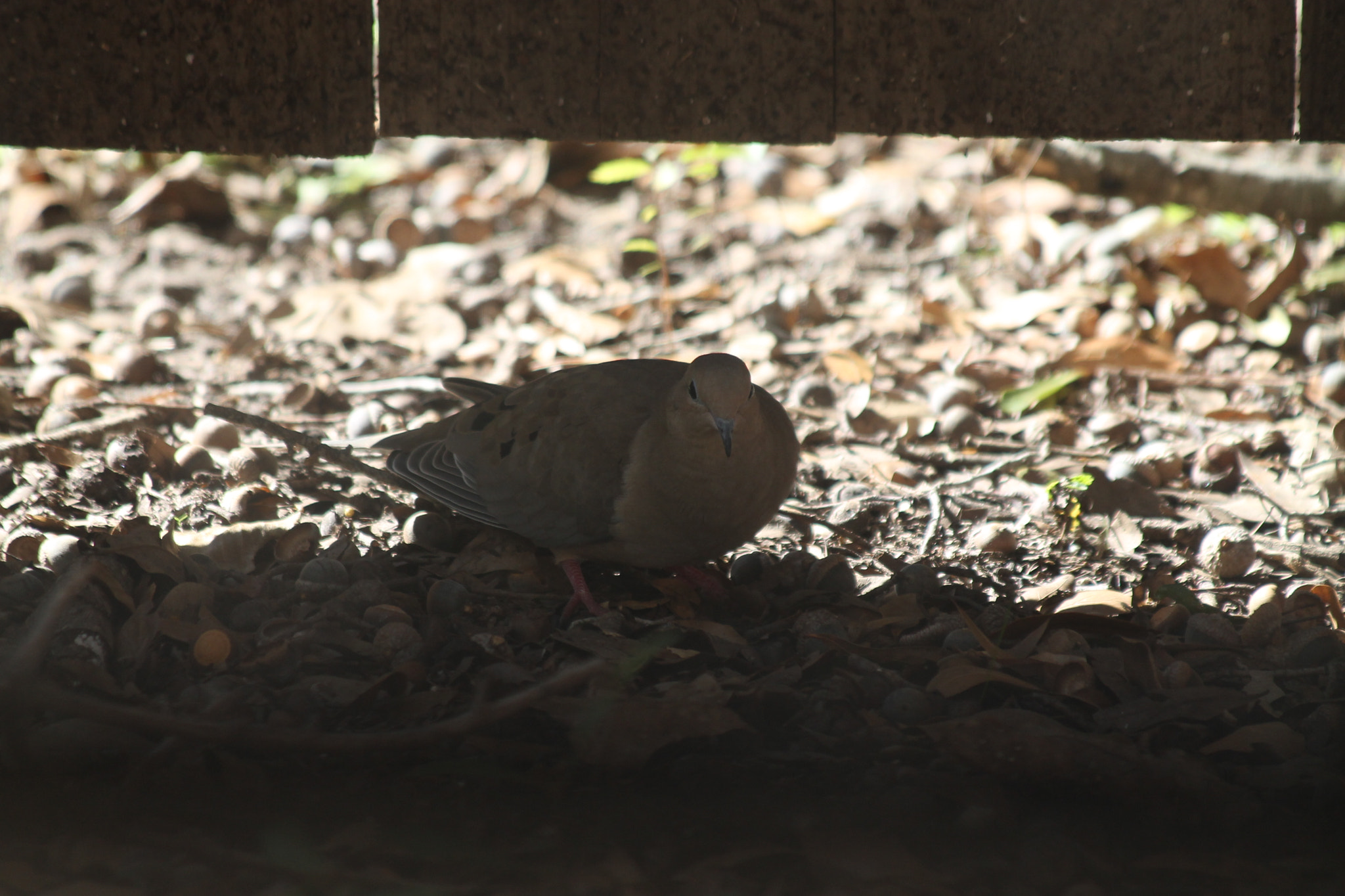 Canon EF 70-300mm F4-5.6 IS USM sample photo. Img photography