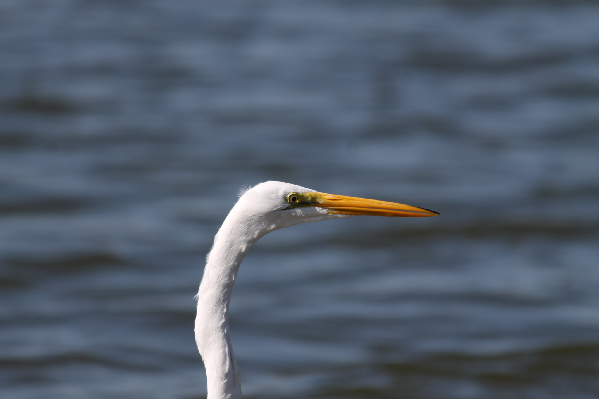 Canon EF 70-300mm F4-5.6 IS USM sample photo. Img photography