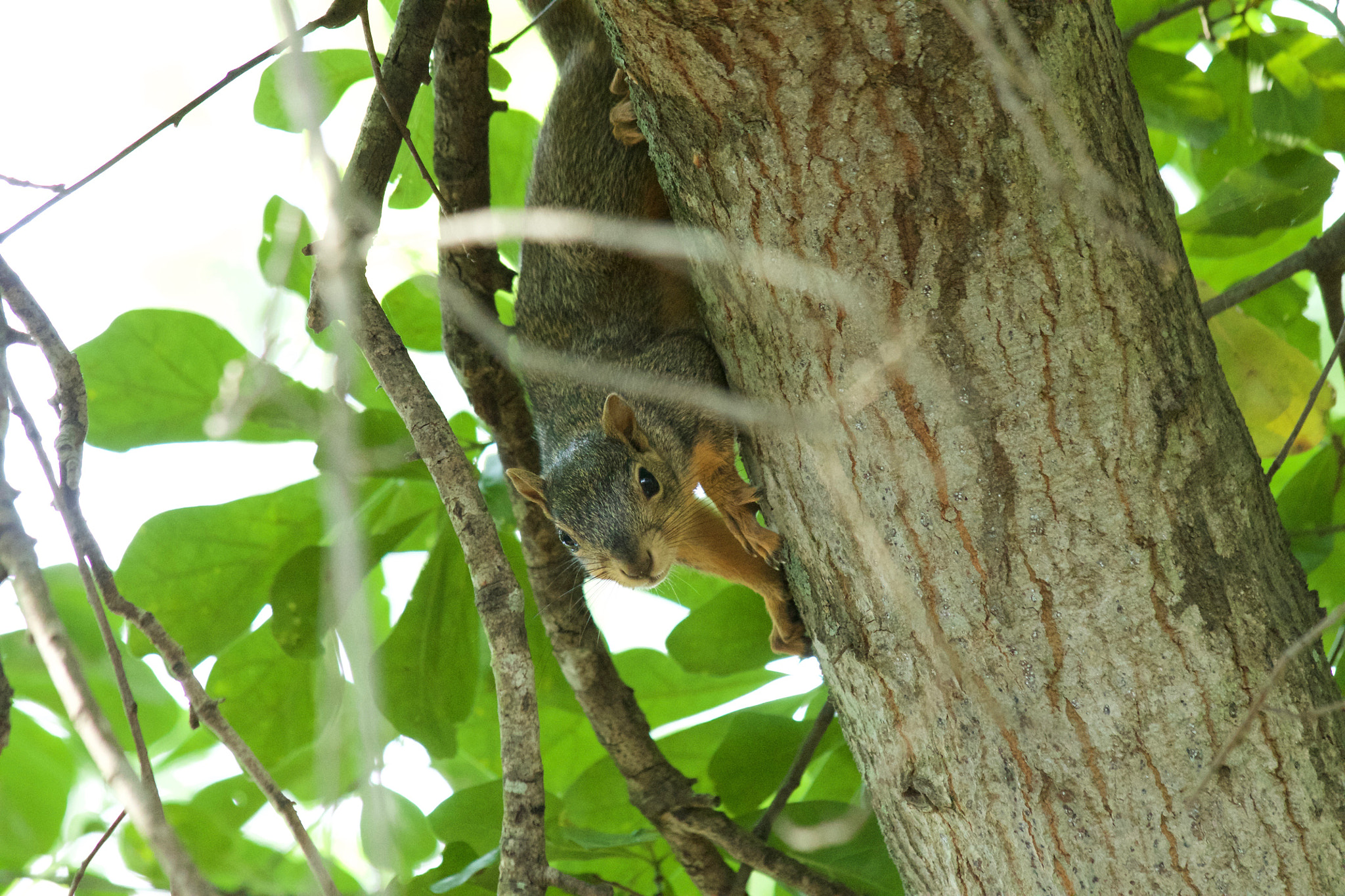 Canon EF 70-300mm F4-5.6 IS USM sample photo. Img photography