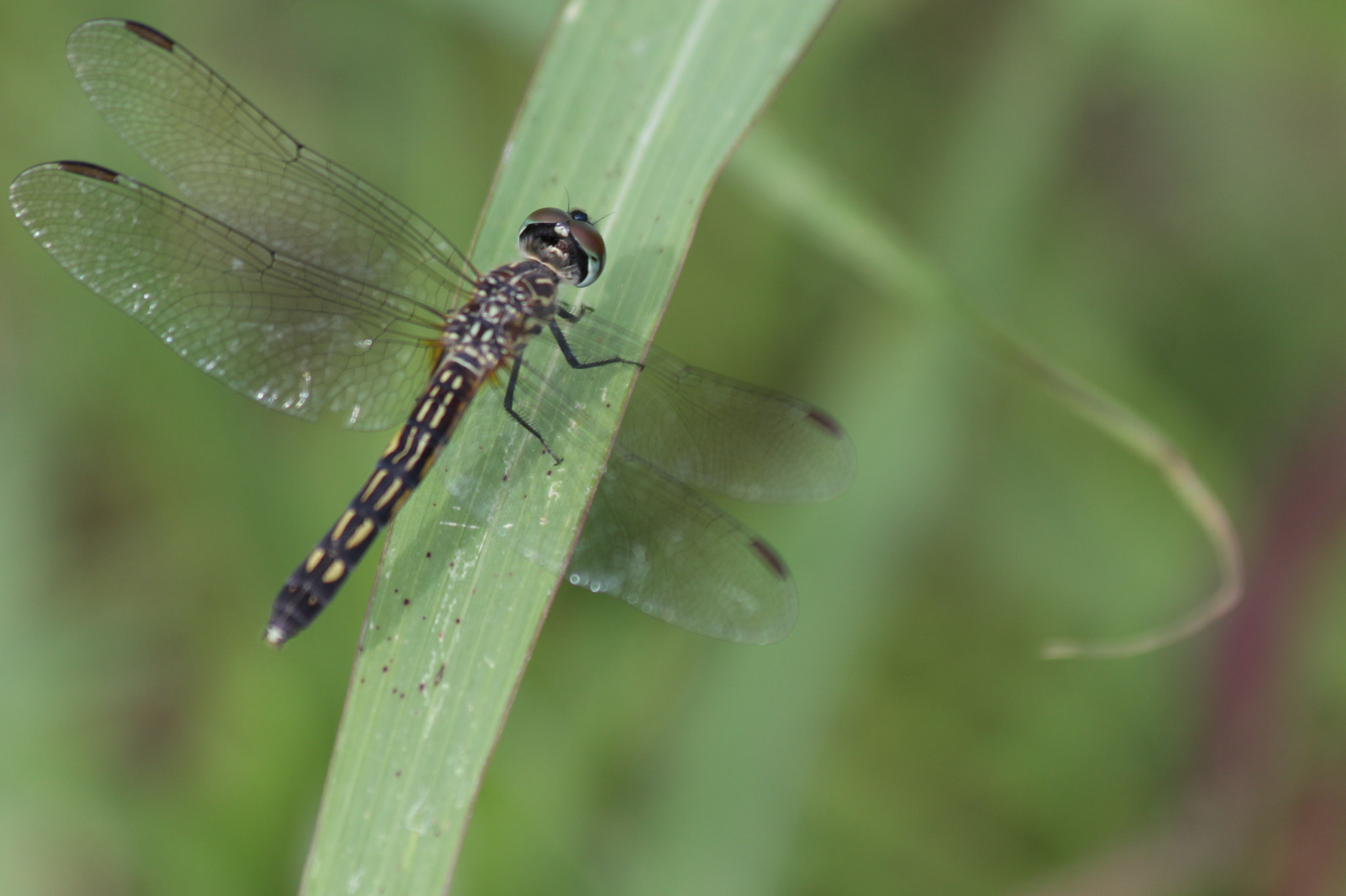 Canon EF 70-300mm F4-5.6 IS USM sample photo. Img photography