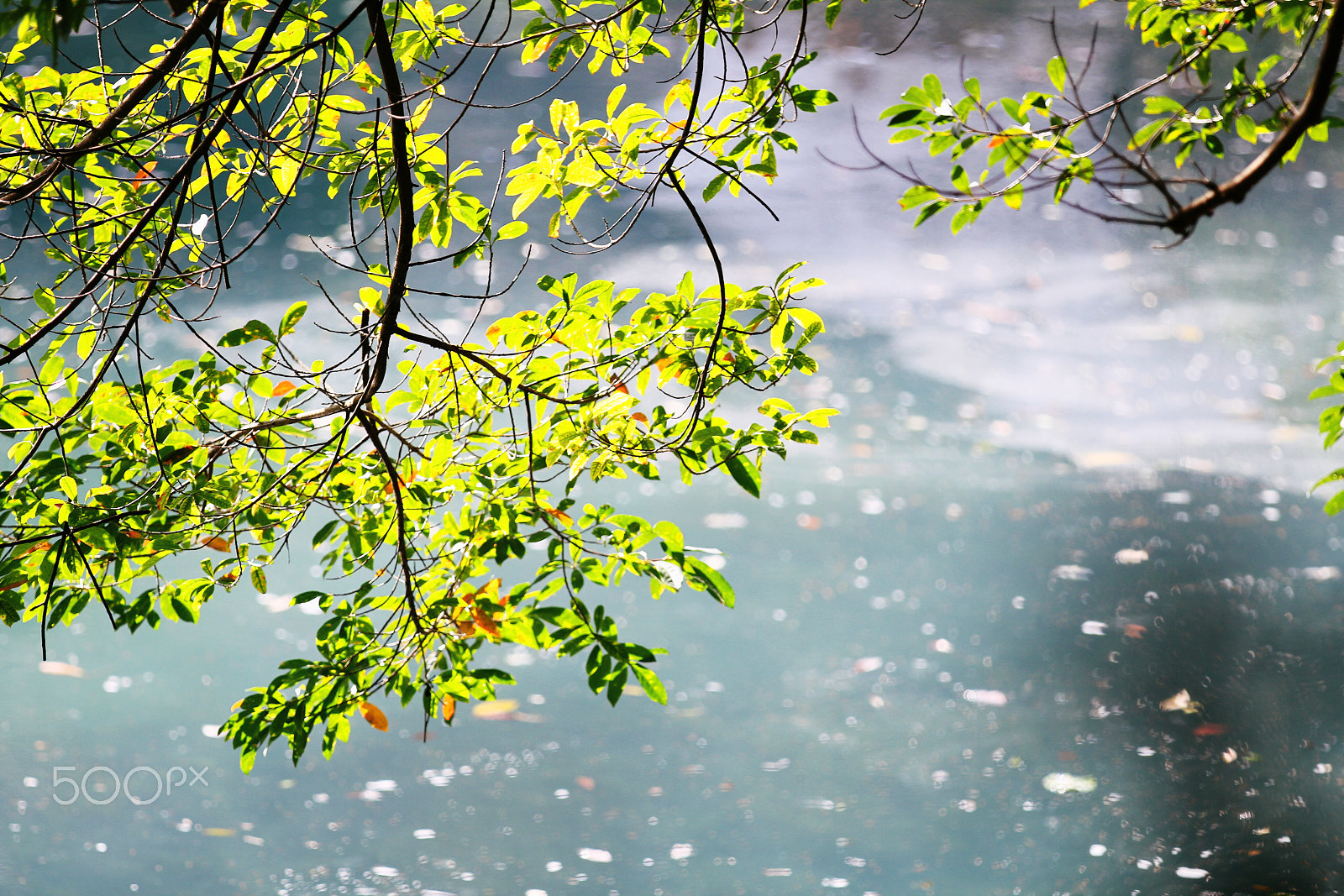 Canon EF 70-200mm F2.8L IS II USM sample photo. Tree at lake photography