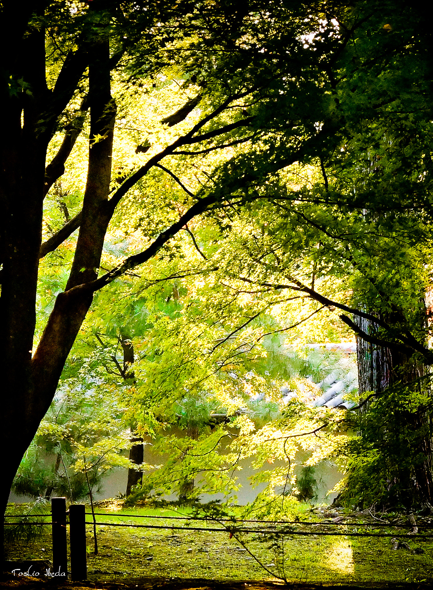 Sony SLT-A77 sample photo. Sunlight photography