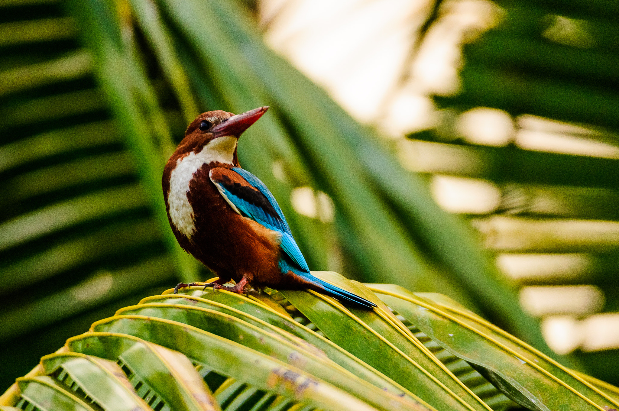 Nikon D90 + Sigma 150-600mm F5-6.3 DG OS HSM | C sample photo. Kingfisher in palms photography