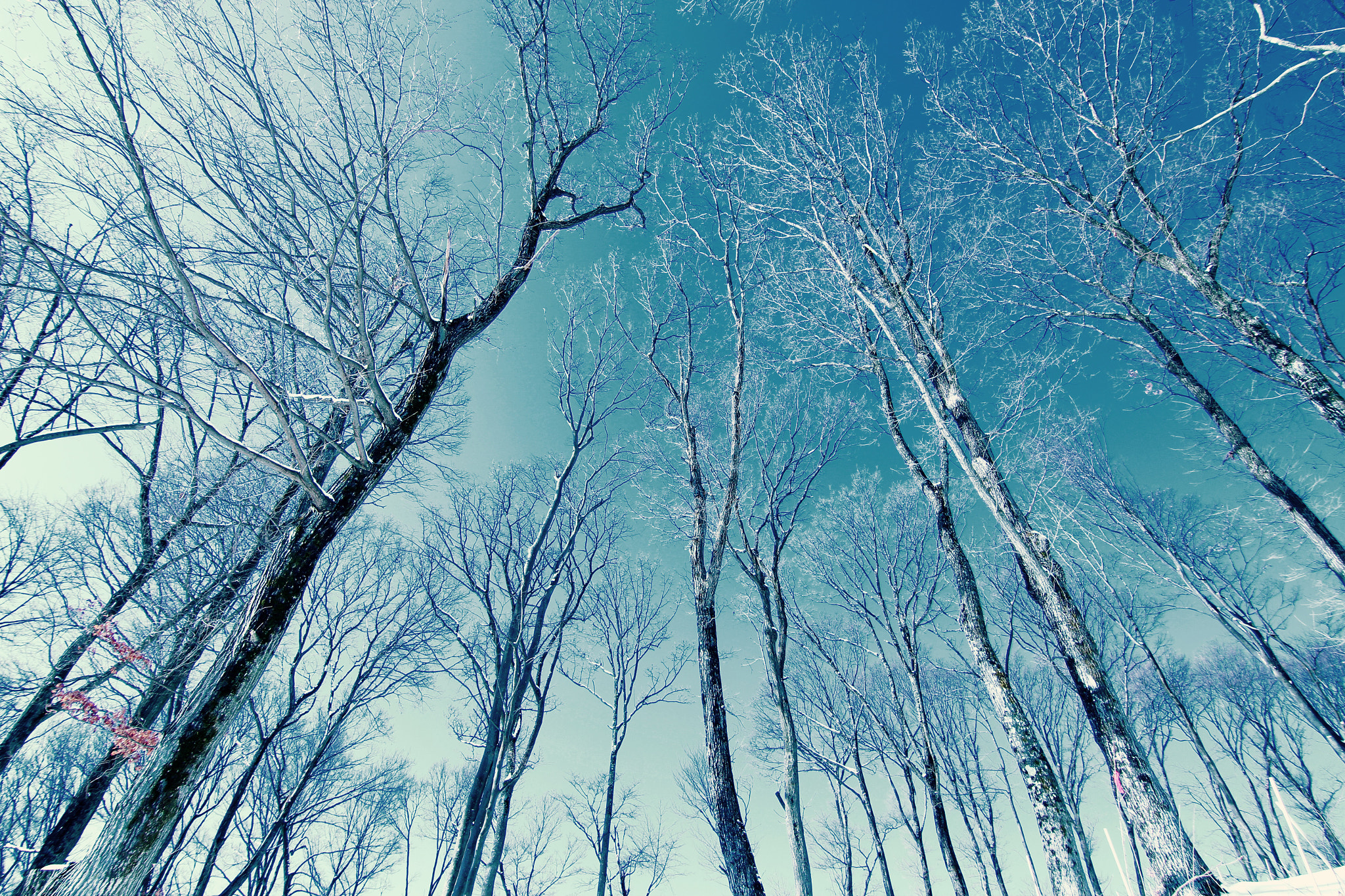 Canon EOS 700D (EOS Rebel T5i / EOS Kiss X7i) sample photo. Winter tree. photography