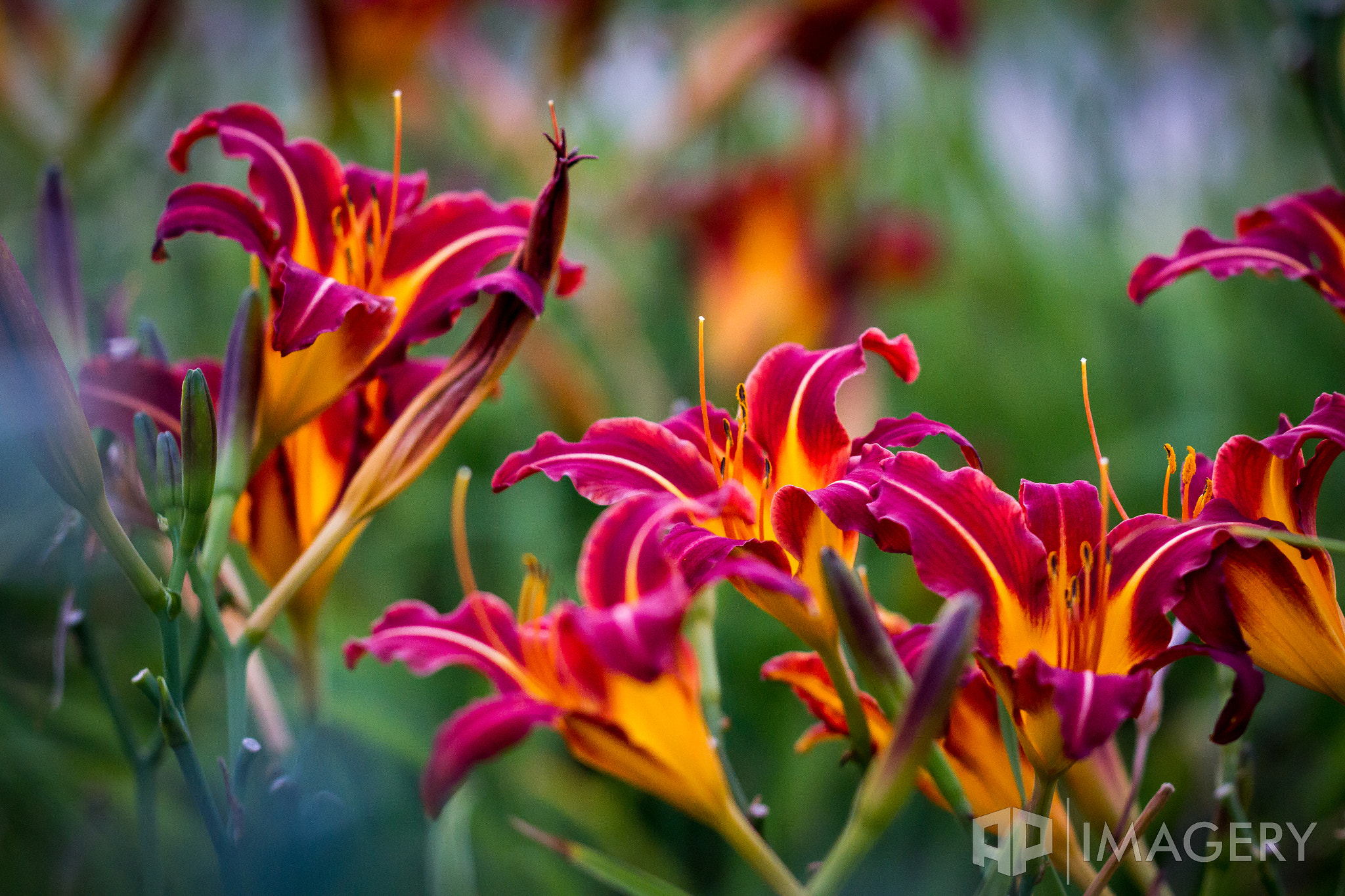 Sigma APO Macro 150mm f/2.8 EX DG HSM sample photo. Lilies photography