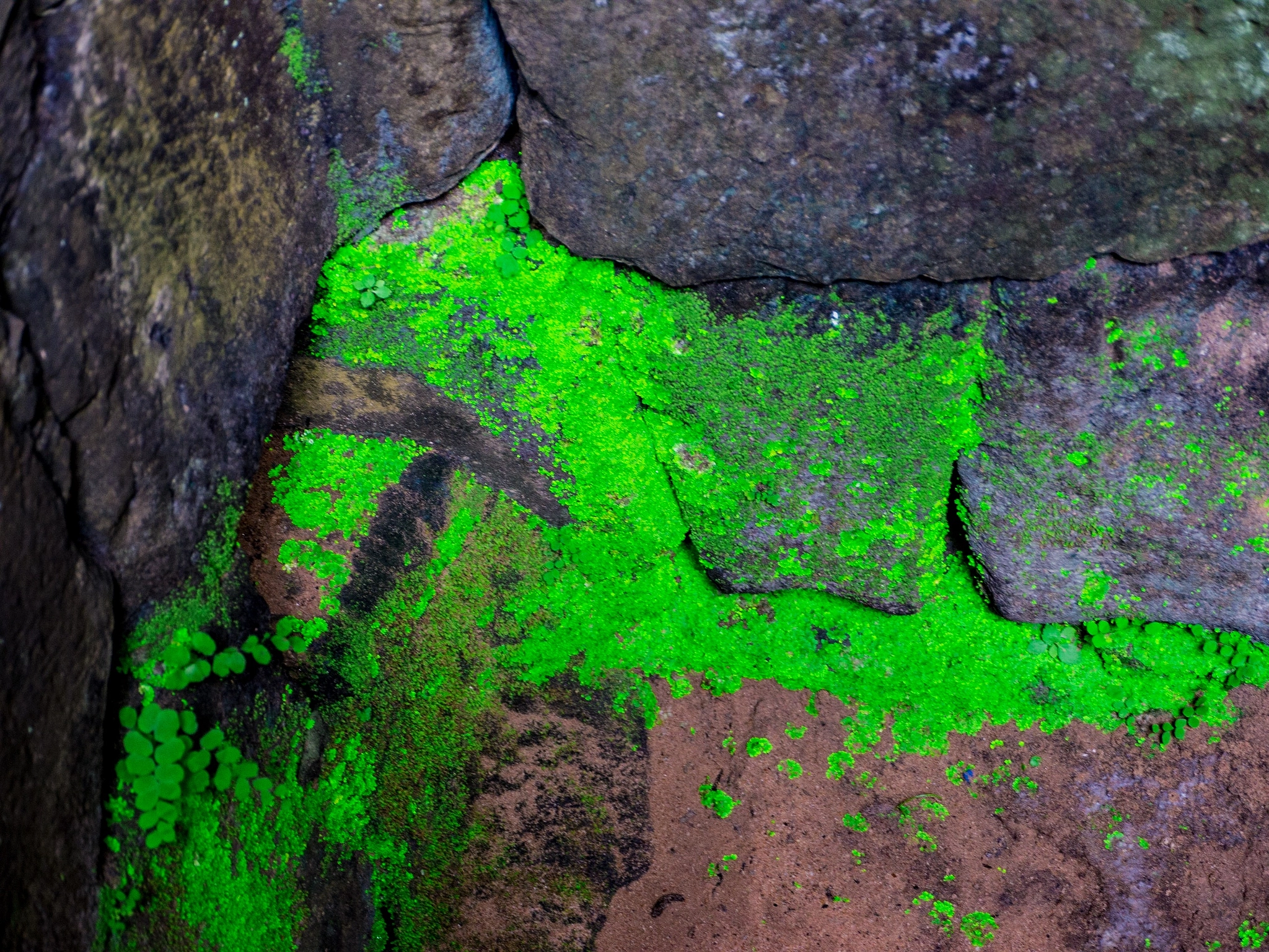 Panasonic Lumix DMC-GH2 sample photo. Toxic moss theory photography