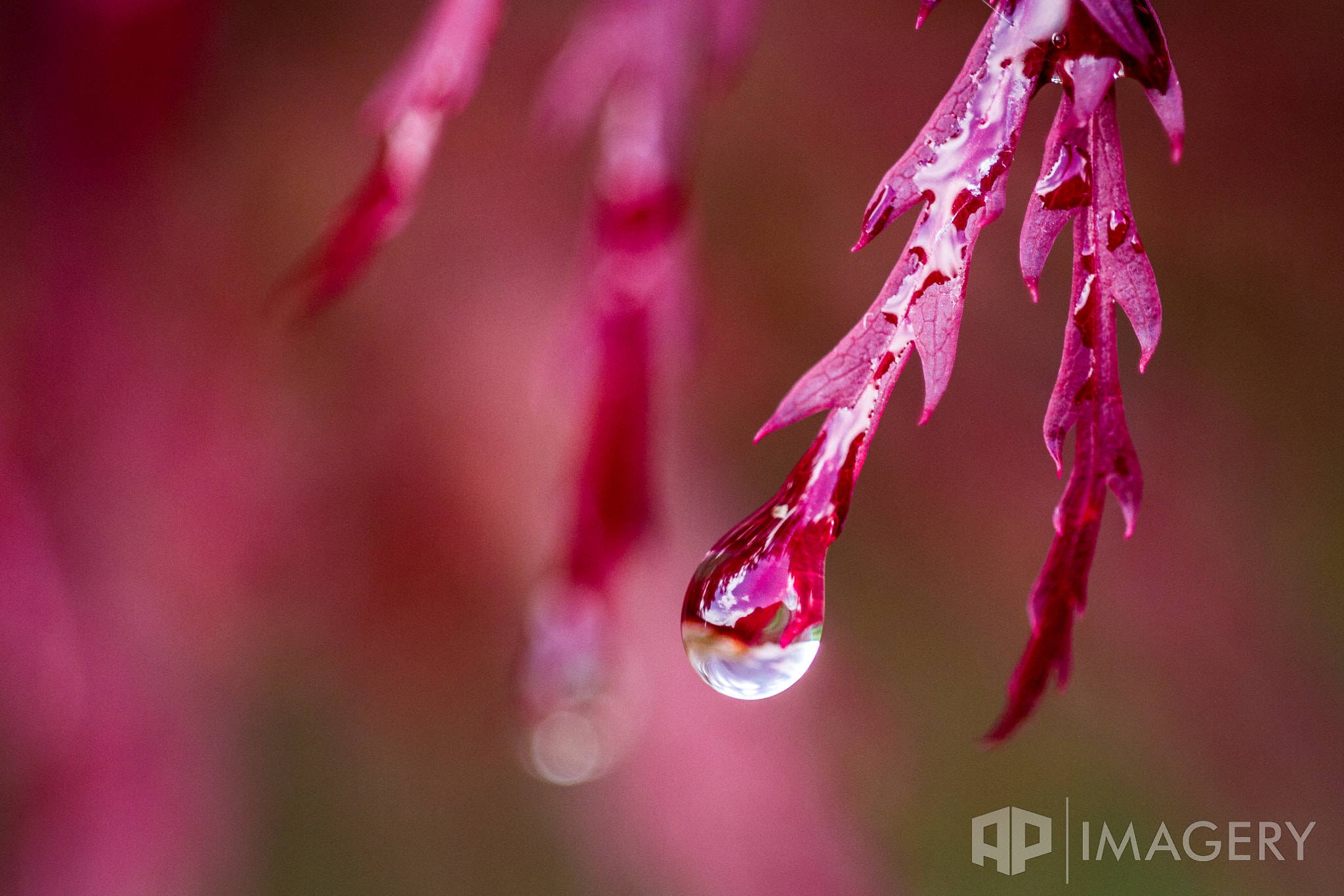 Sigma APO Macro 150mm f/2.8 EX DG HSM sample photo. Japanese maple photography