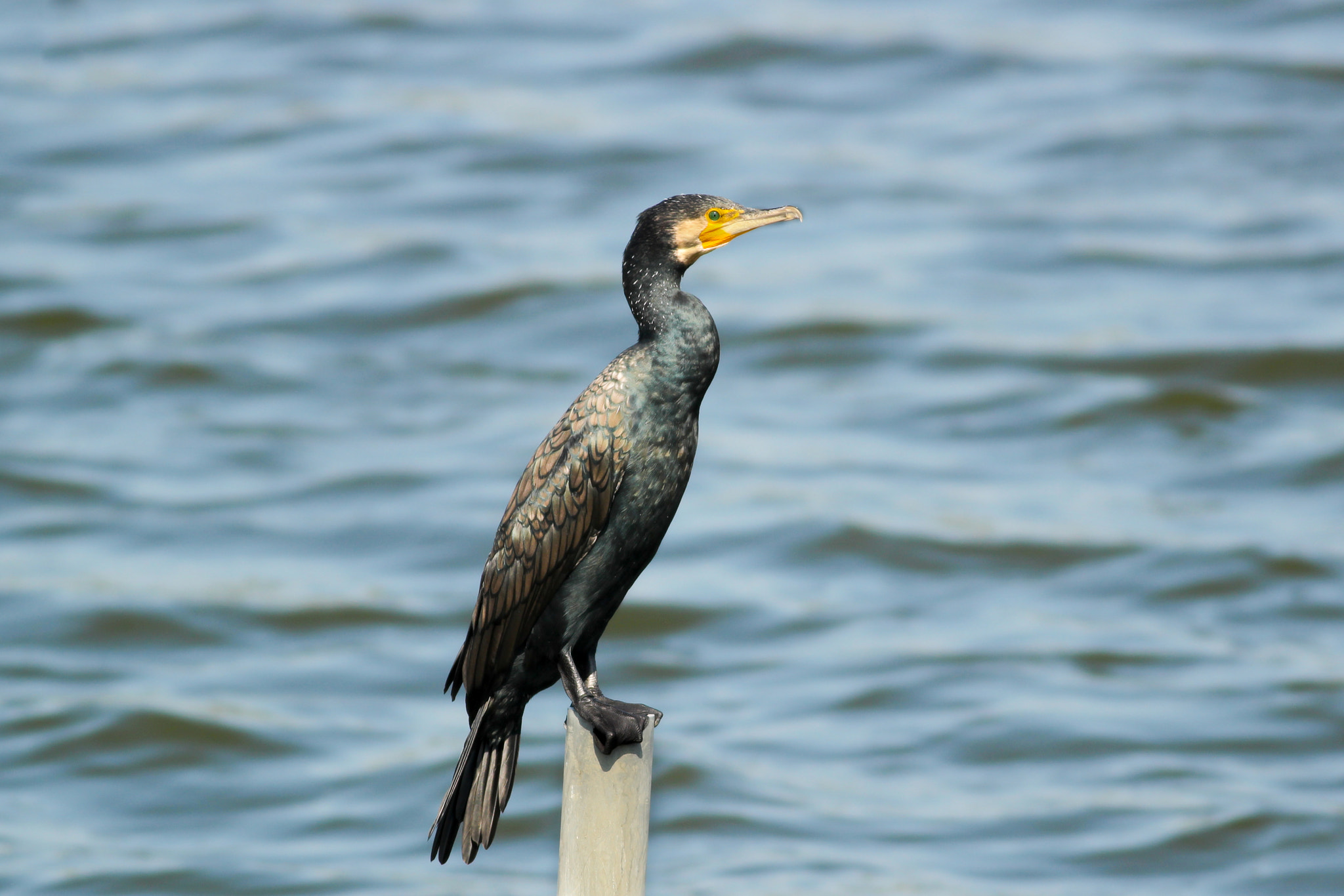 Canon EOS 600D (Rebel EOS T3i / EOS Kiss X5) + Canon EF 400mm F5.6L USM sample photo. Just a cormorant photography