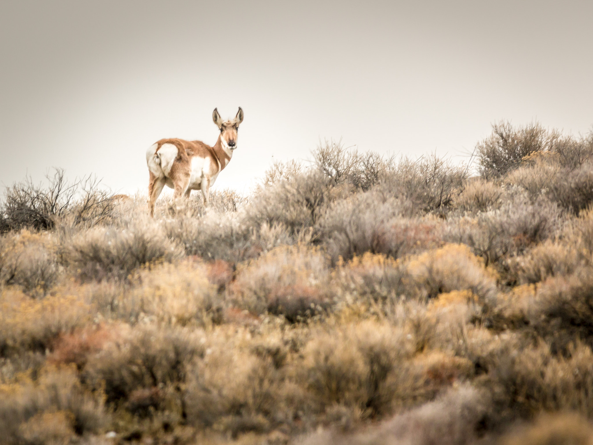 Canon EOS 70D sample photo. Solitary pronghorn photography