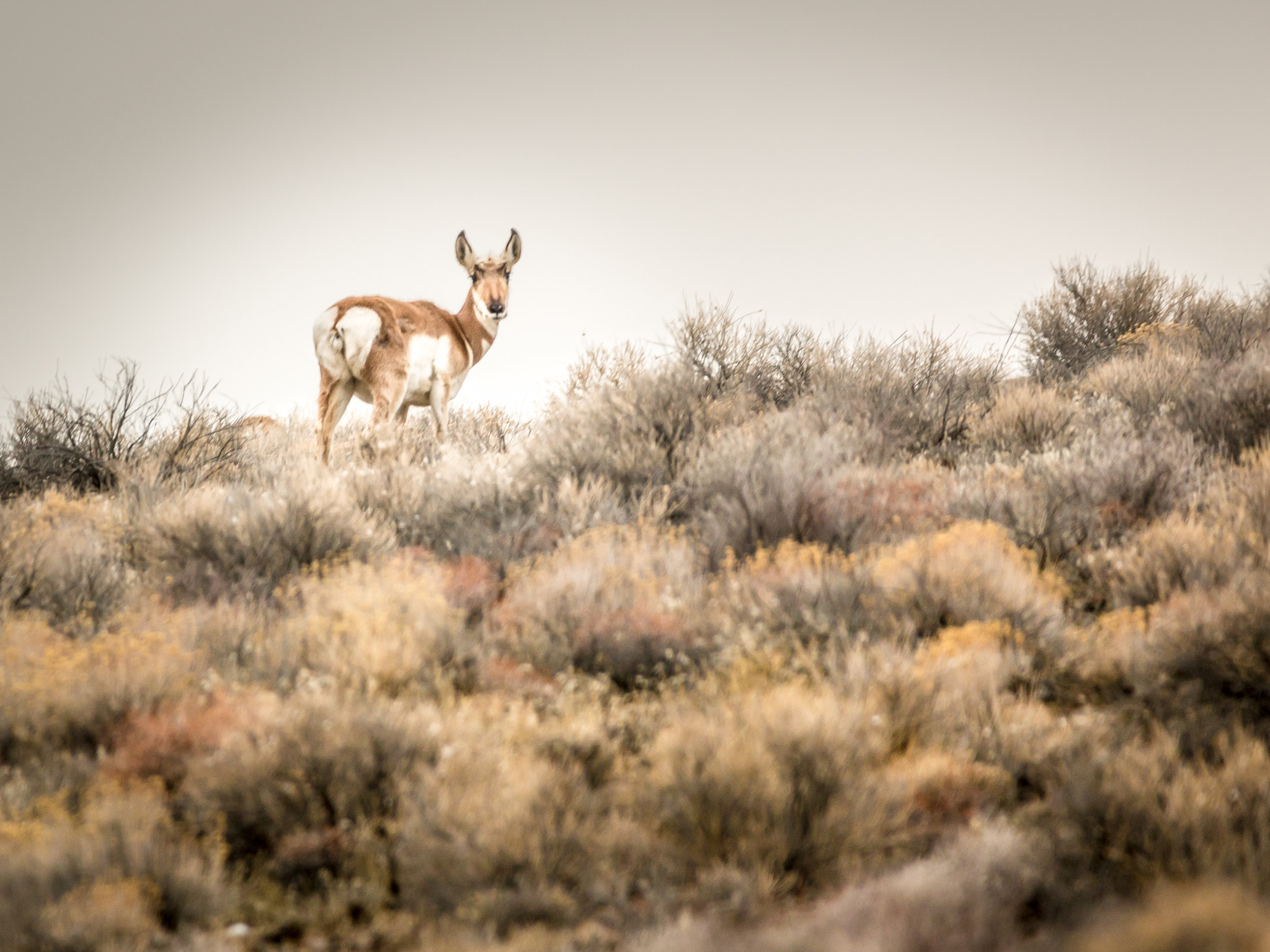 150-600mm F5-6.3 DG OS HSM | Contemporary 015 sample photo. Solitary pronghorn photography