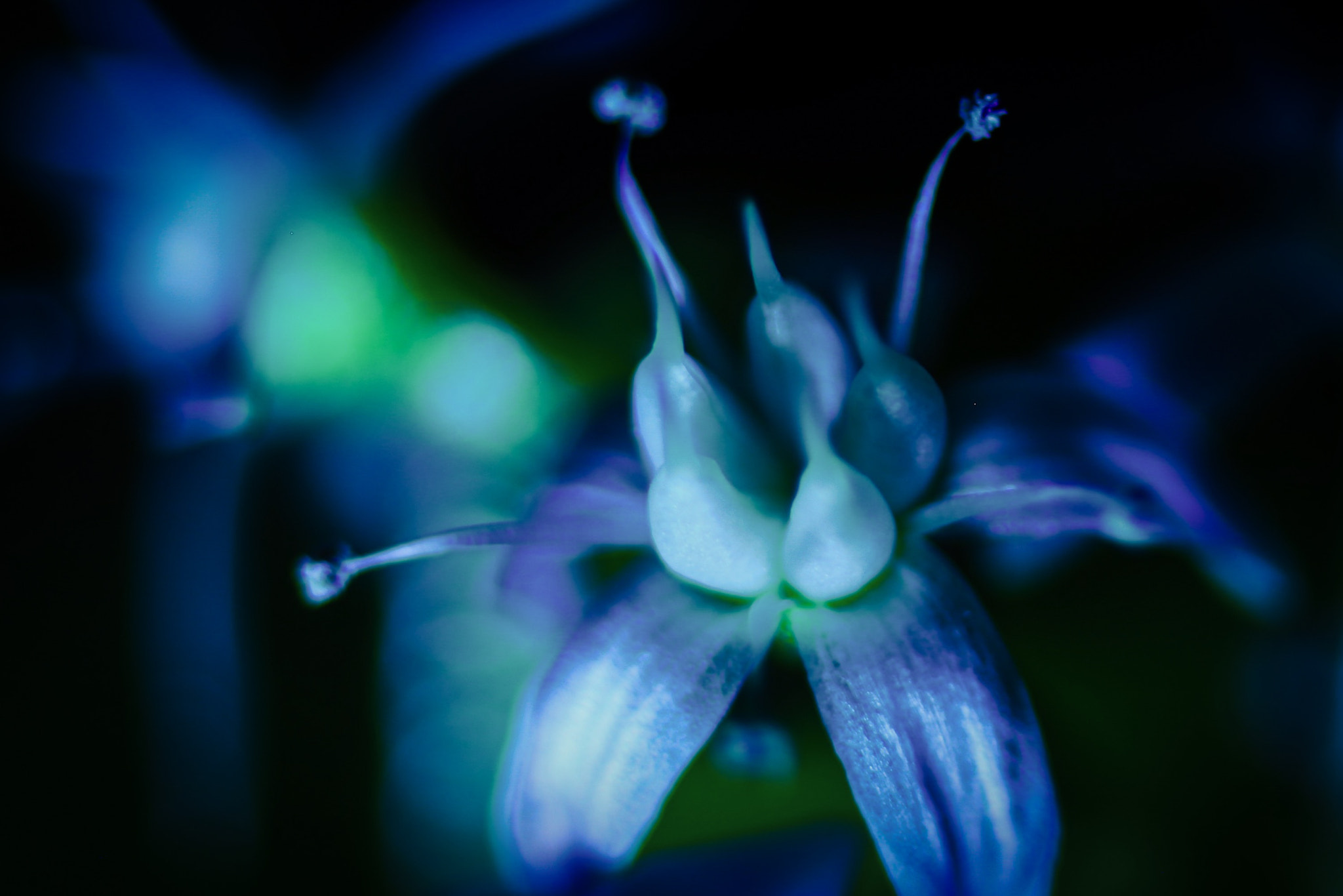 Canon EOS 6D + Tamron SP AF 90mm F2.8 Di Macro sample photo. Jade bloom photography