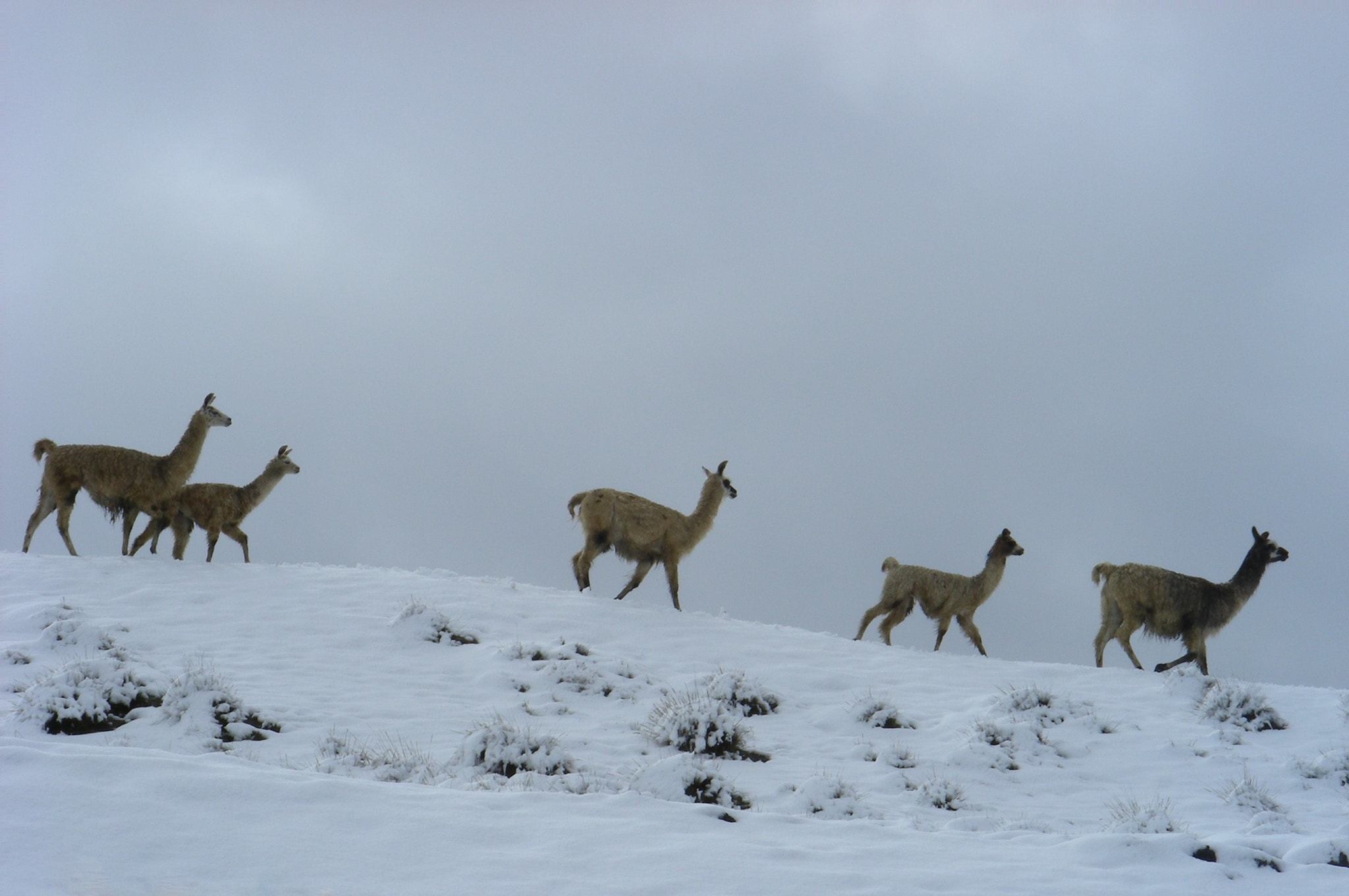 Nikon COOLPIX S10 sample photo. Llama y hielo photography