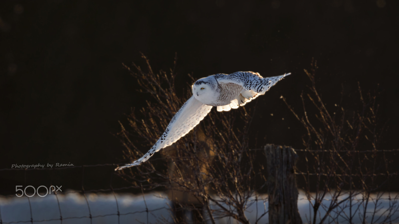 Canon EF 500mm F4L IS II USM sample photo. Flight of snowy photography