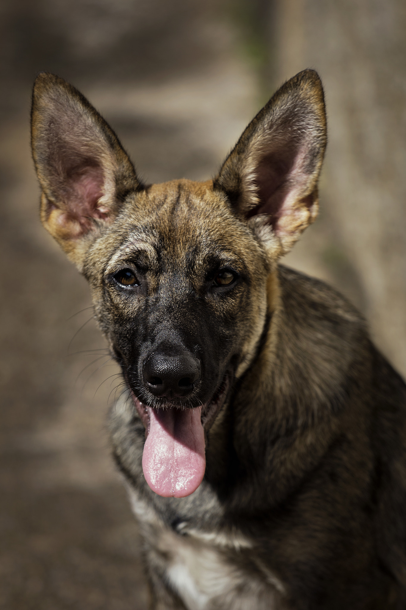 Canon EOS 60D + Canon EF 70-200mm F4L IS USM sample photo. Andorinha photography