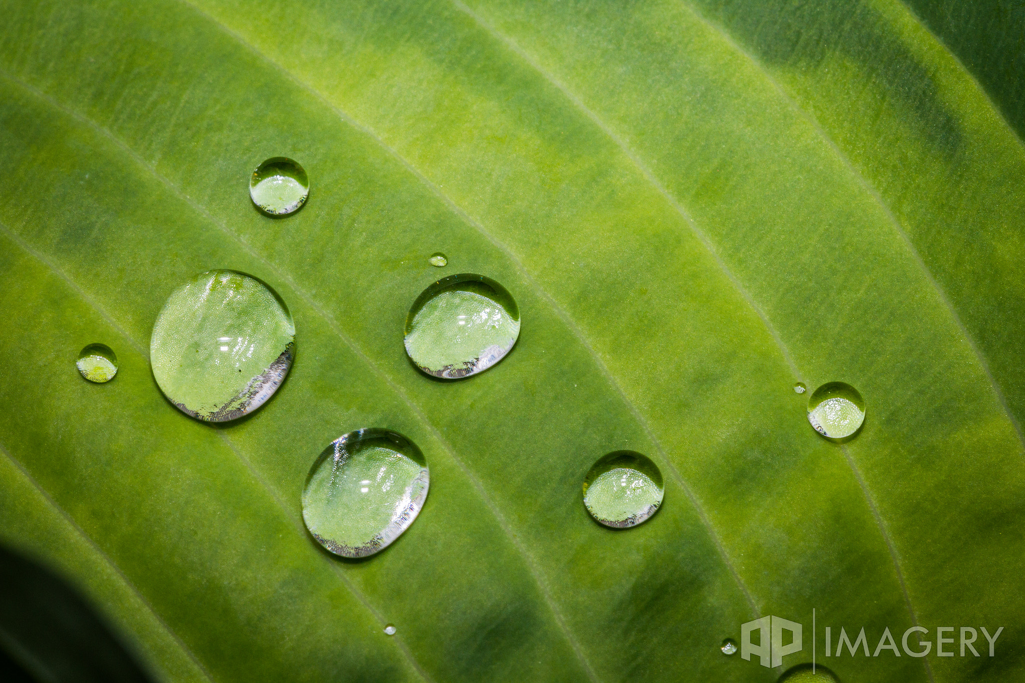 Sigma APO Macro 150mm f/2.8 EX DG HSM sample photo. Hosta drops photography