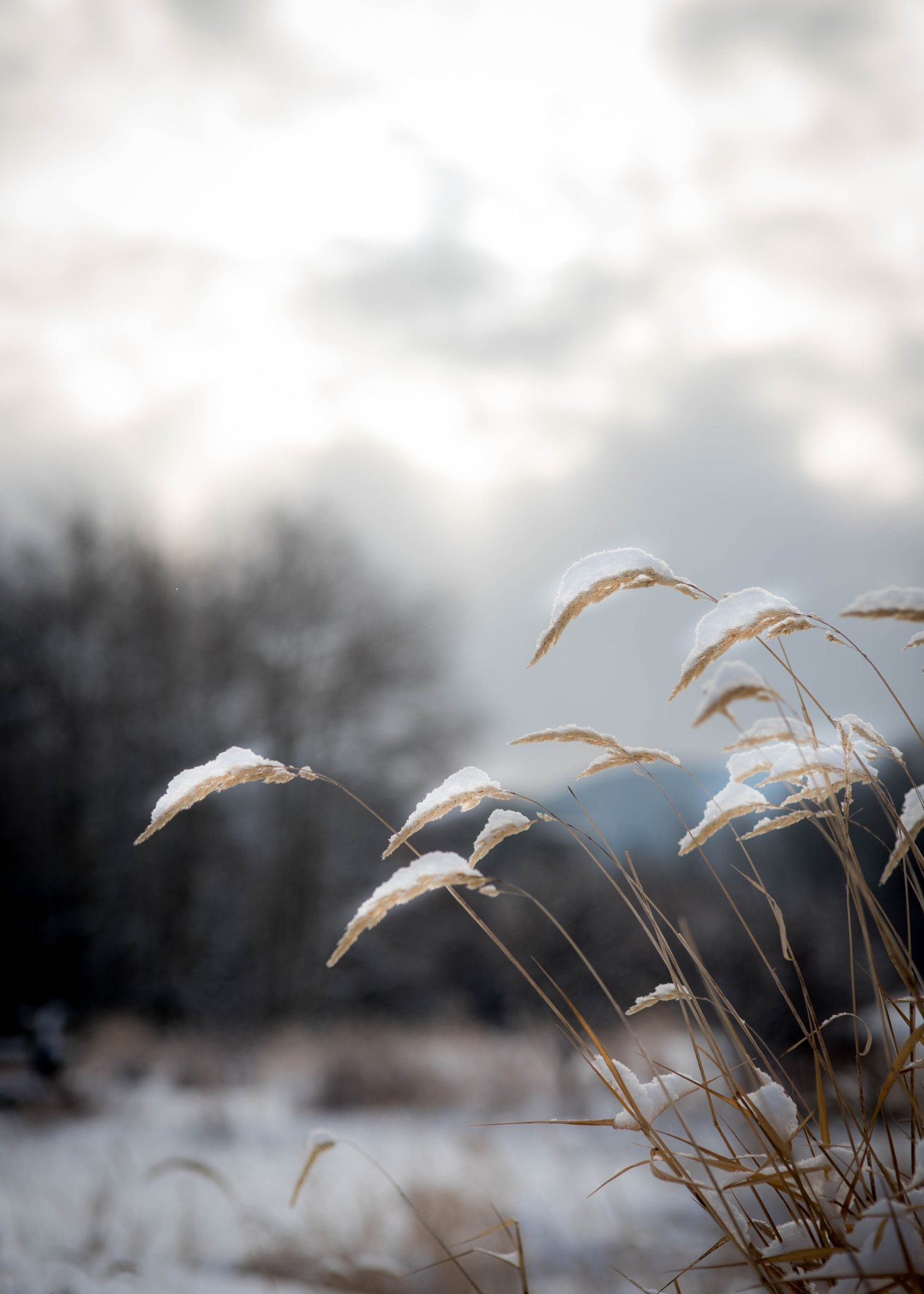 Nikon D750 + Sigma 85mm F1.4 EX DG HSM sample photo. Snow tops photography