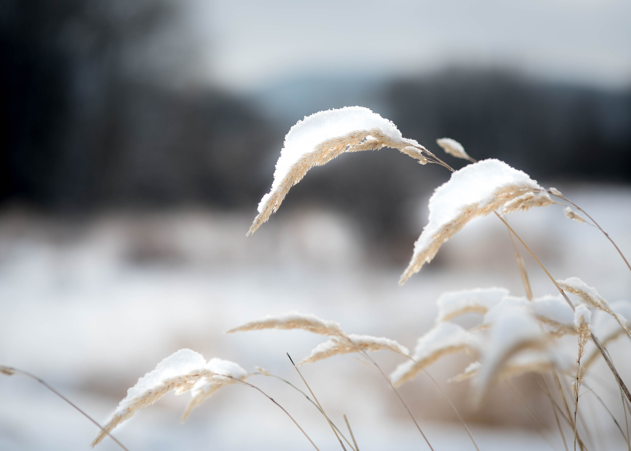Nikon D750 + Sigma 85mm F1.4 EX DG HSM sample photo. Snow tops ii photography
