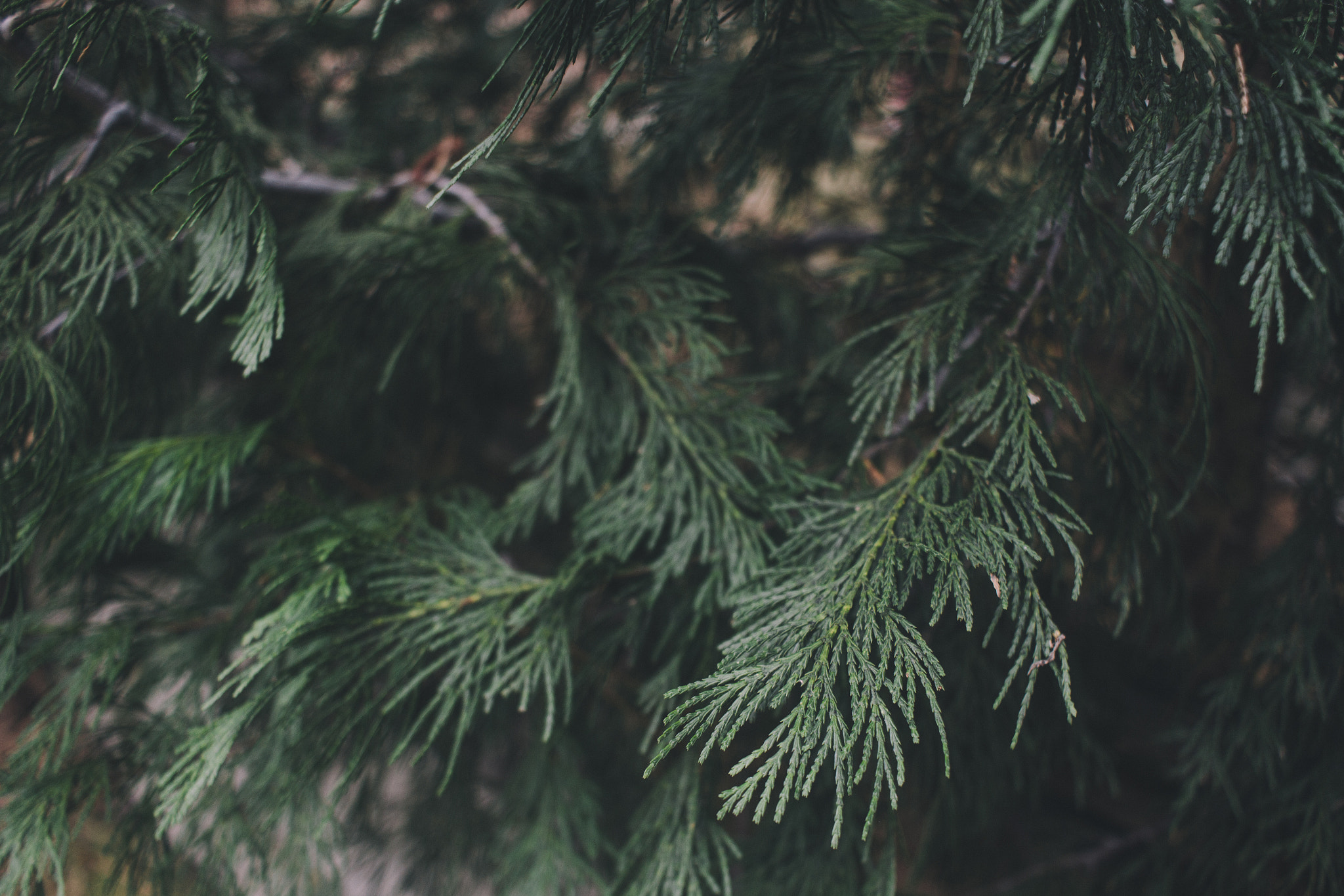 Canon EF-S 24mm F2.8 STM sample photo. Yosemite photography