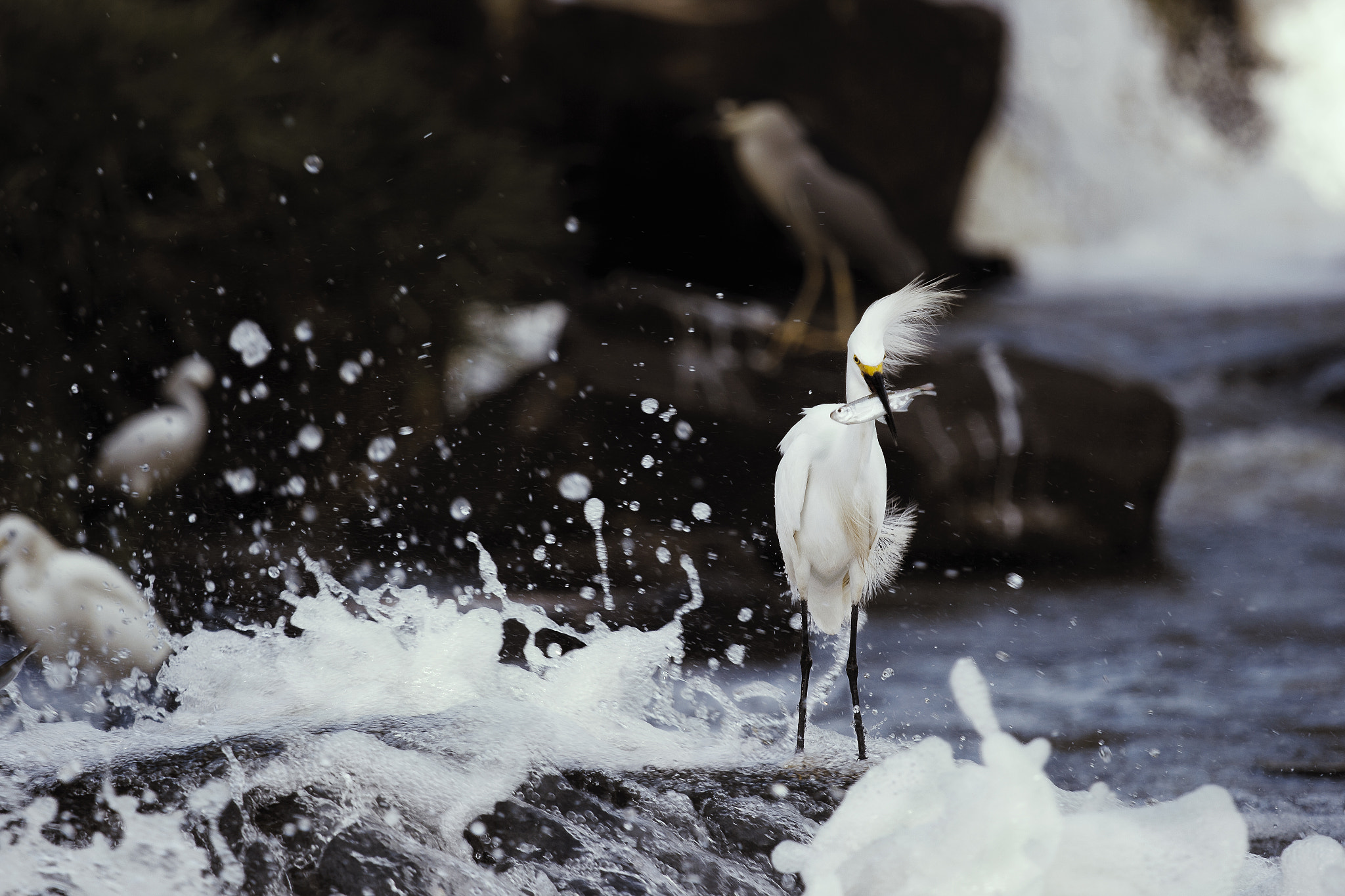 Canon EOS 60D + Canon EF 70-200mm F4L IS USM sample photo. Pesca photography
