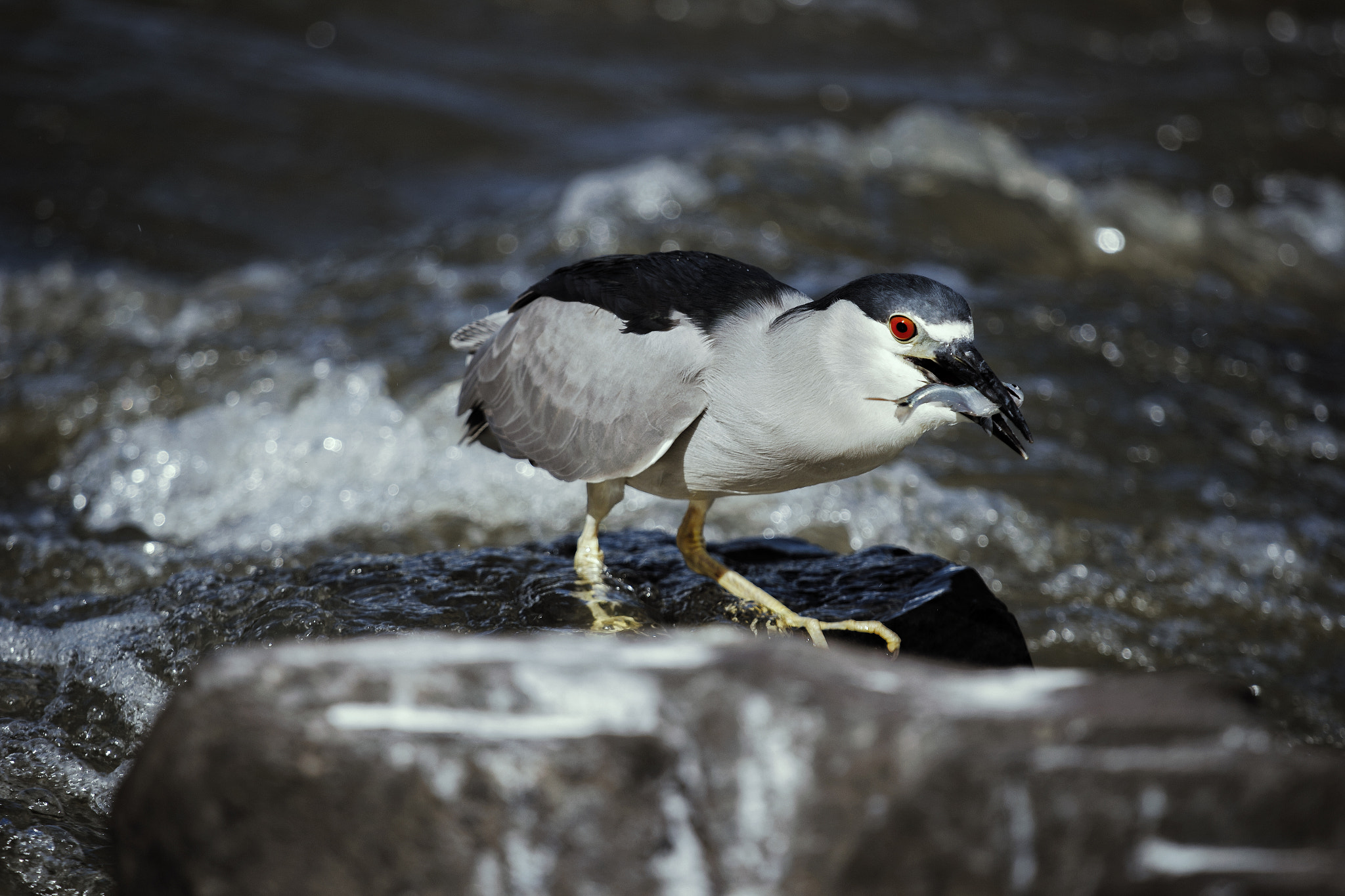 Canon EOS 60D + Canon EF 70-200mm F4L IS USM sample photo. Pesca #2 photography