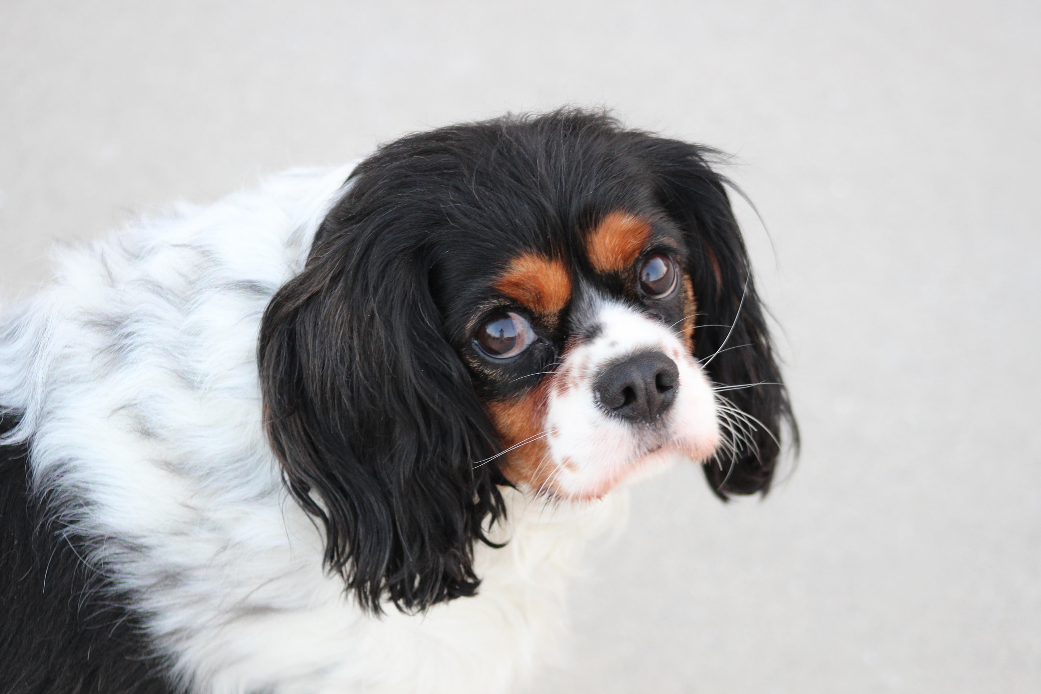 Canon EOS 100D (EOS Rebel SL1 / EOS Kiss X7) + EF75-300mm f/4-5.6 sample photo. This is my cavalier kings charles spaniel. photography