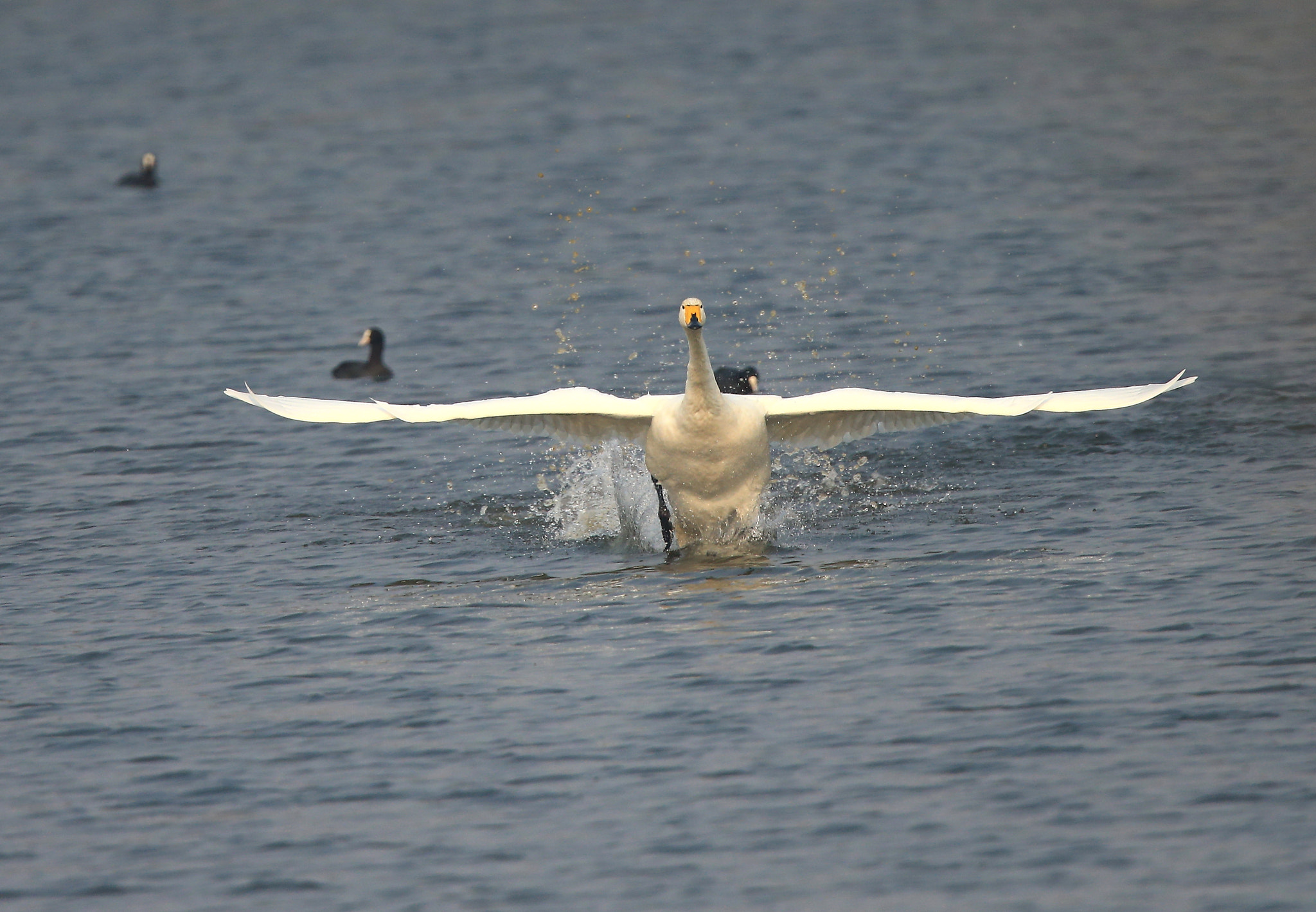 Canon EF 600mm F4L IS II USM sample photo. 739 photography