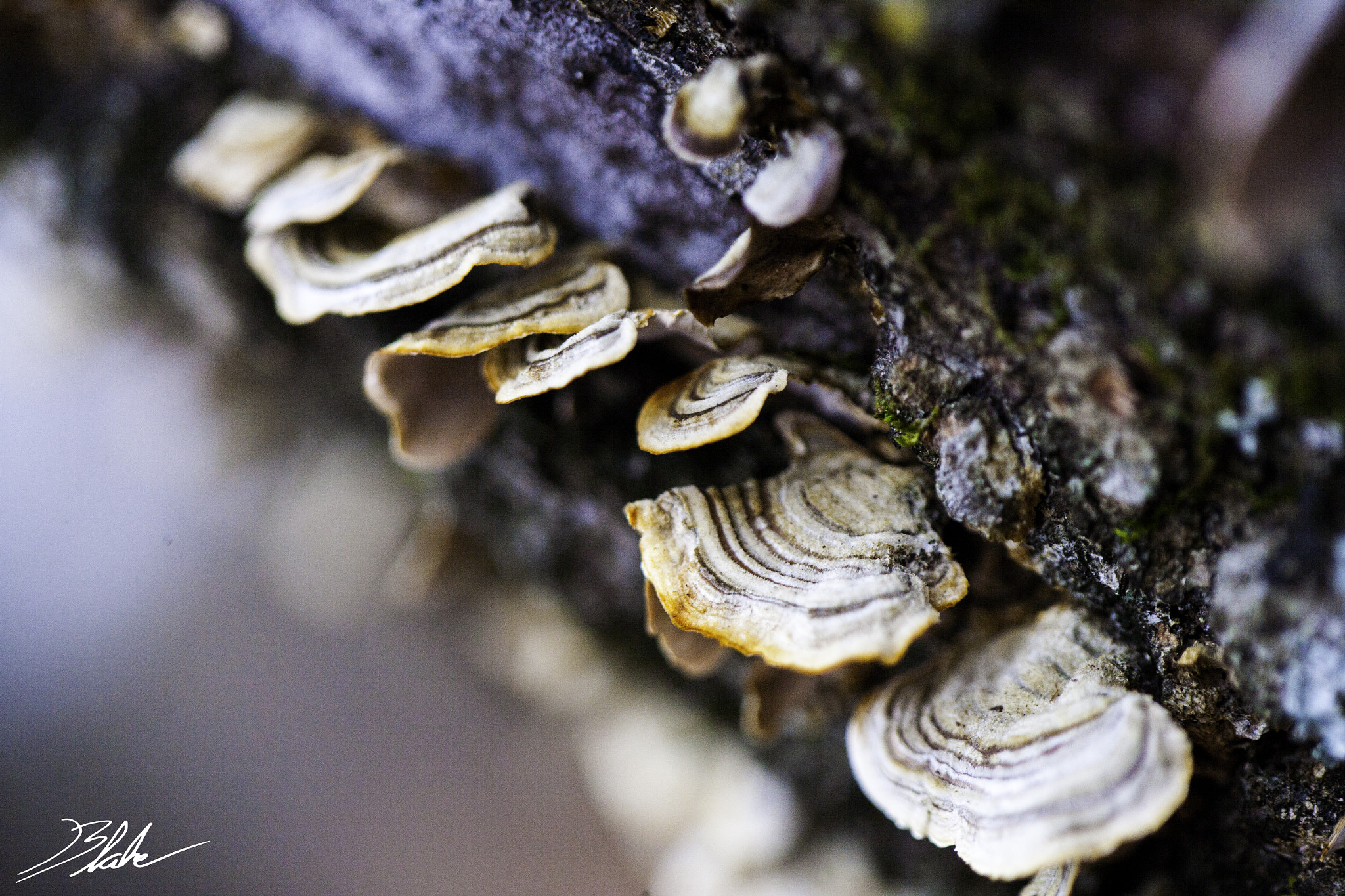 Canon EOS-1Ds Mark II sample photo. Fungus amongus photography