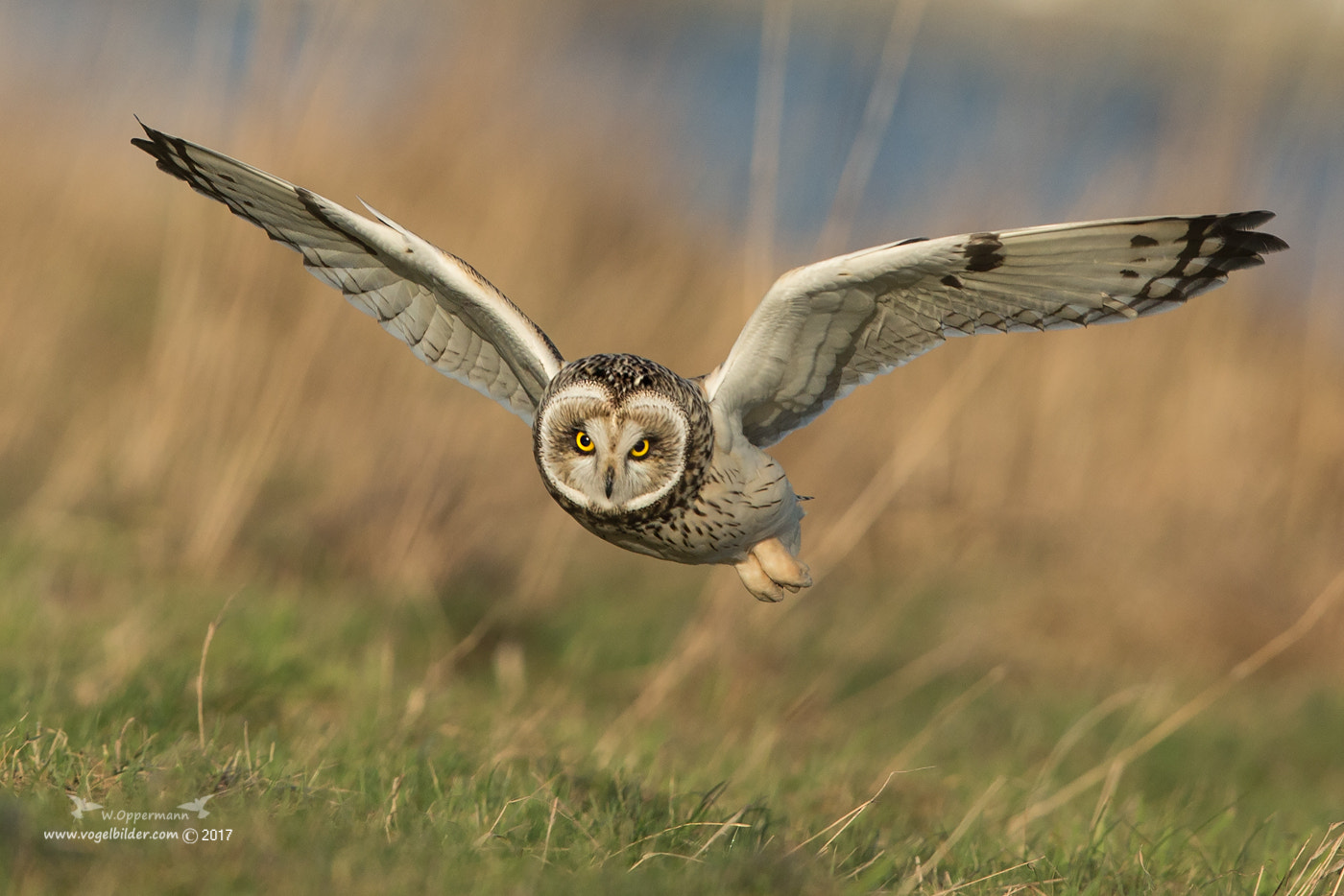 Canon EOS-1D X + Canon EF 600mm F4L IS II USM sample photo. Sumpfohreule  photography