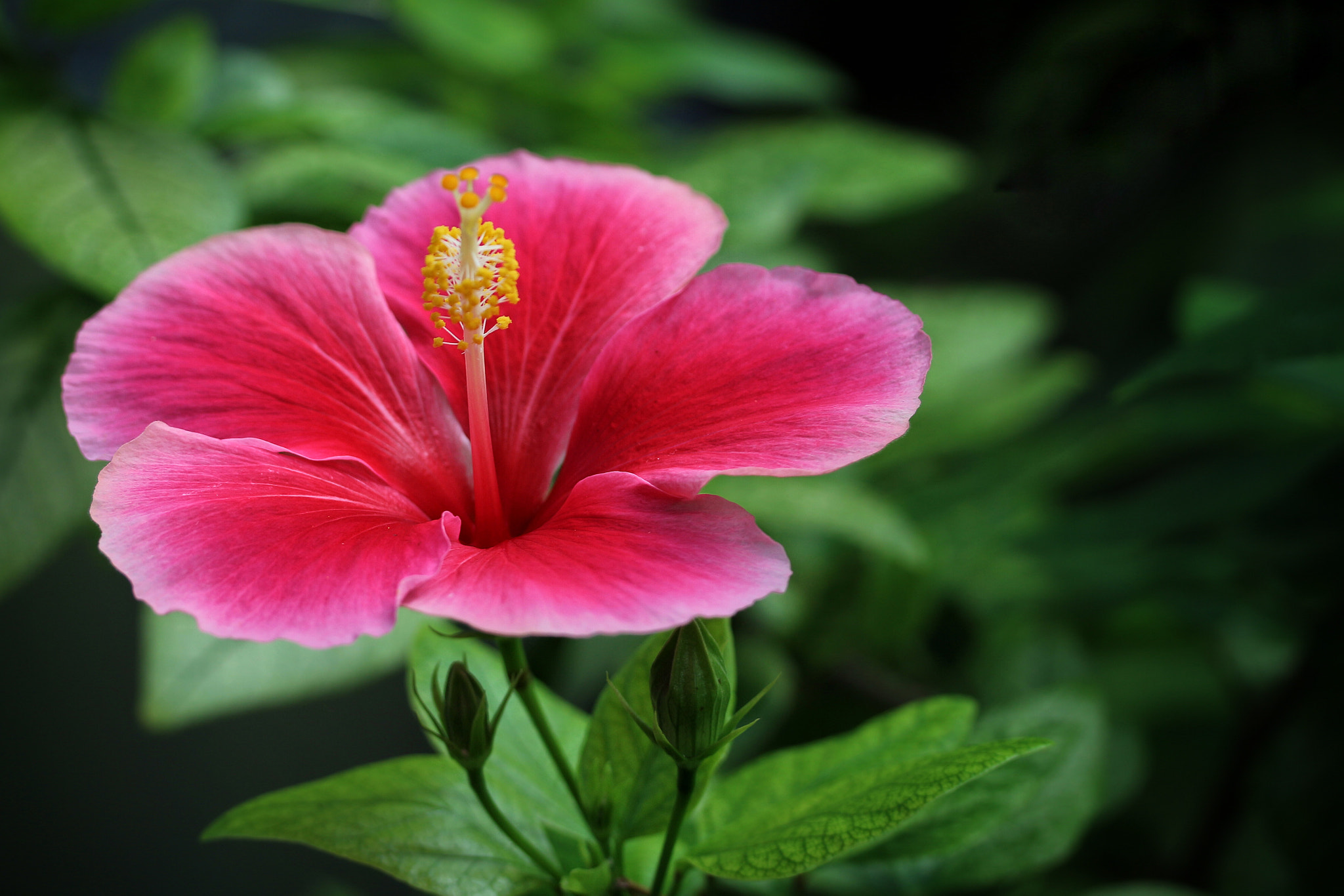 Canon EOS 100D (EOS Rebel SL1 / EOS Kiss X7) sample photo. Hibiscus photography