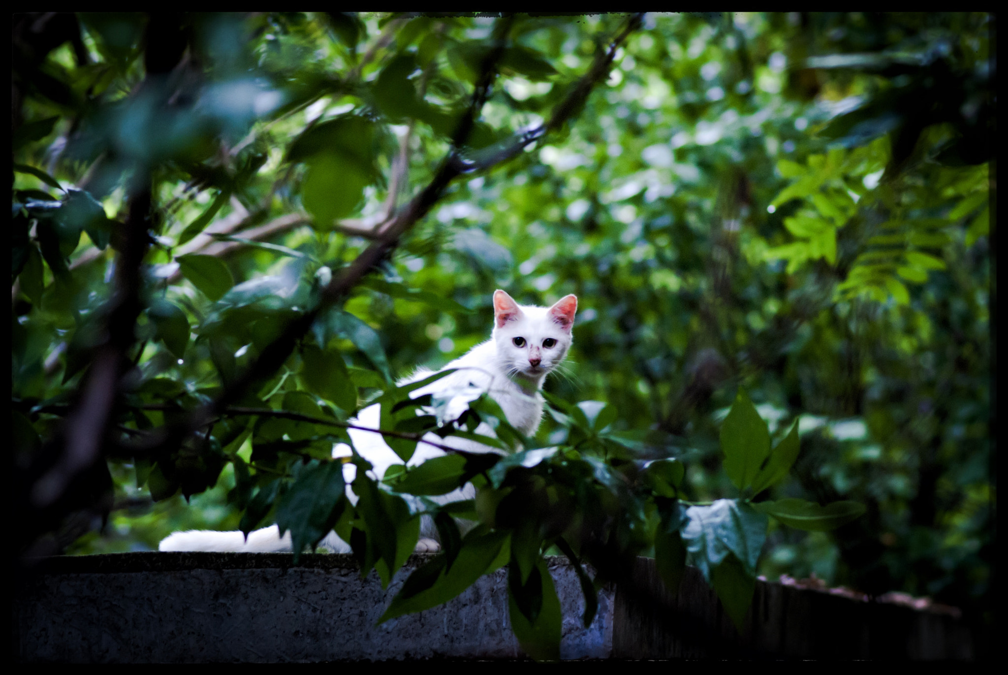 Sony Alpha DSLR-A200 + Sony 100mm F2.8 Macro sample photo. 野貓。 photography