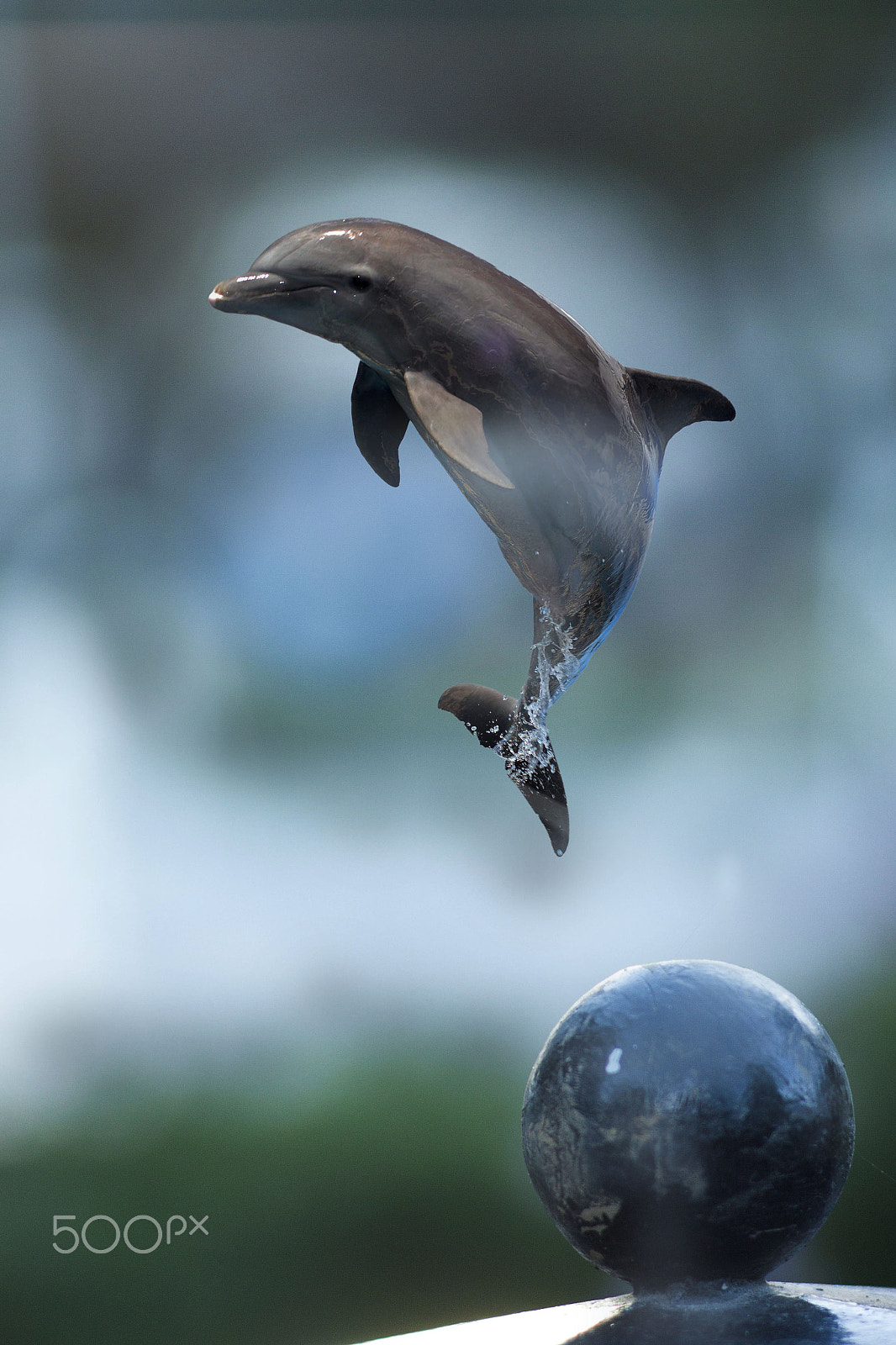 Canon EF 35-80mm f/4-5.6 sample photo. Delfin photography
