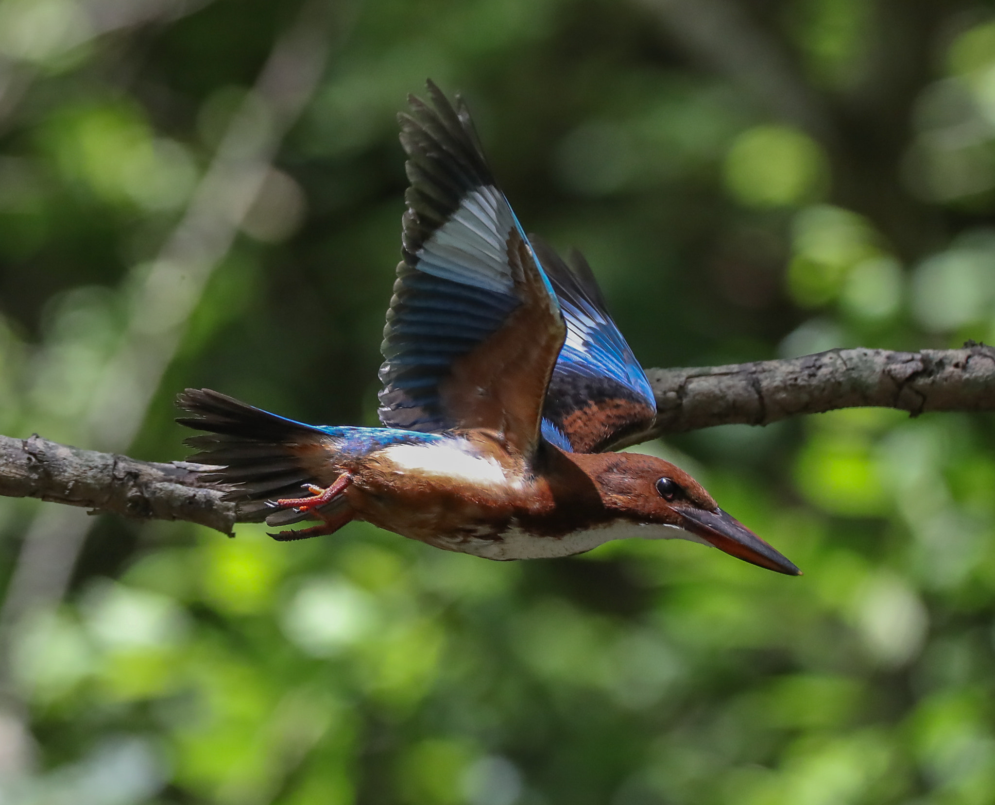 Sigma 150-600mm F5-6.3 DG OS HSM | C sample photo