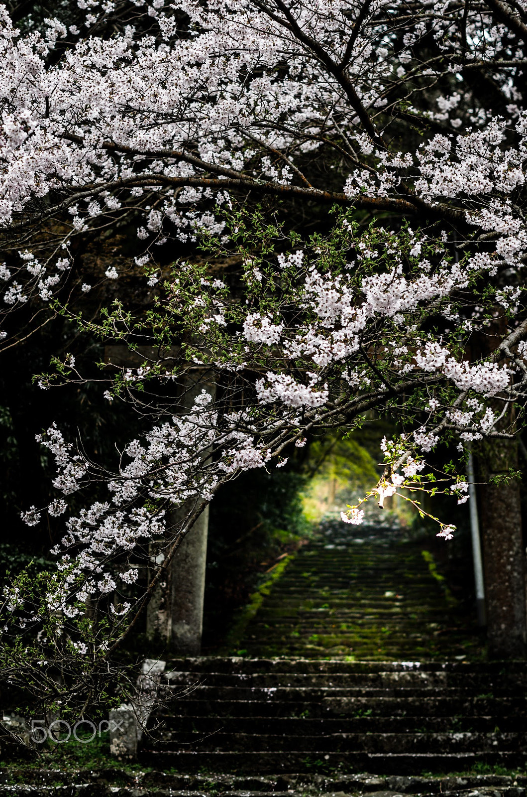 Pentax K-30 sample photo. 願はくは花の下にて春死なむ その如月の望月のころ photography