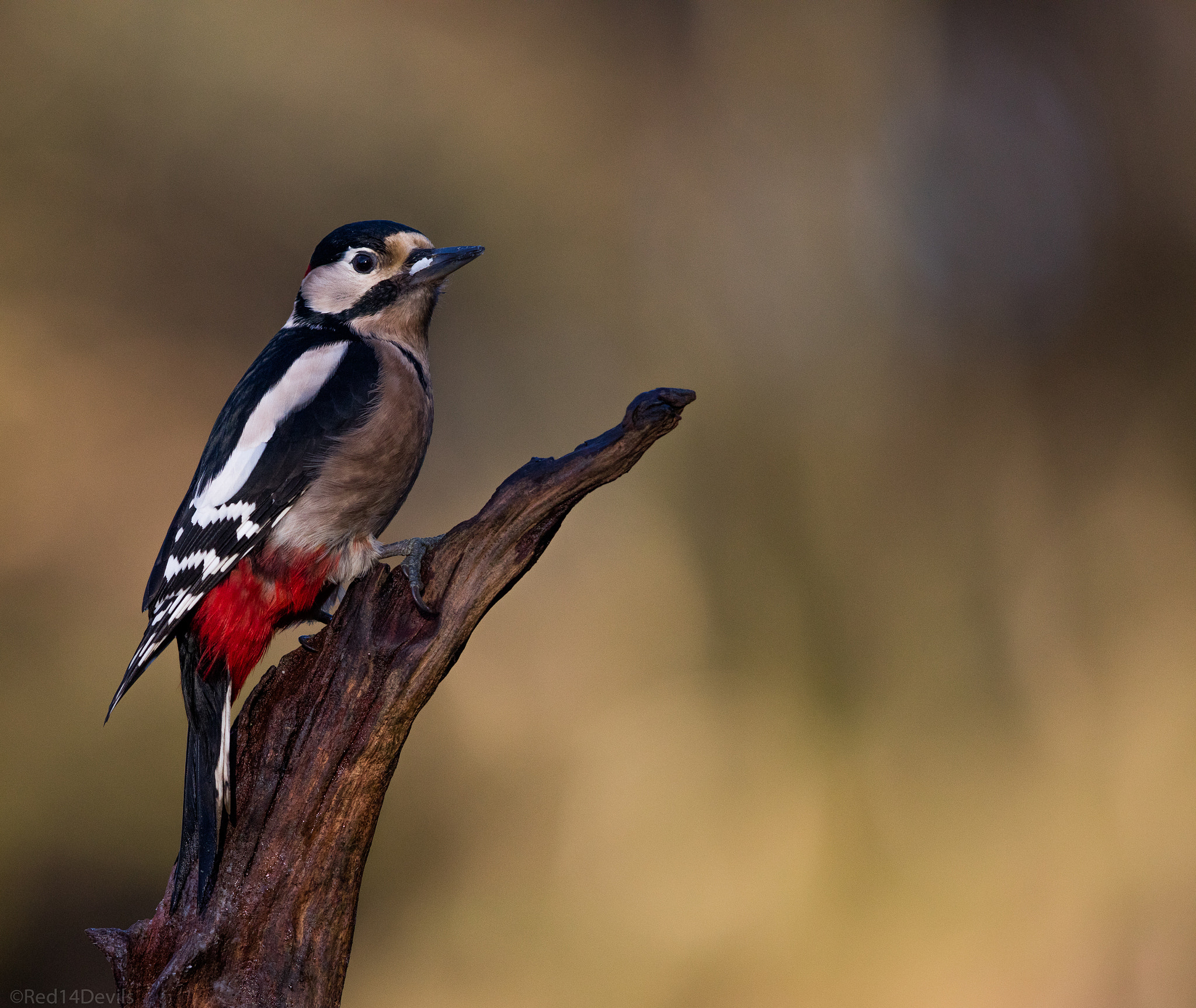 Canon EOS 5DS sample photo. Great spotted woodpecker photography