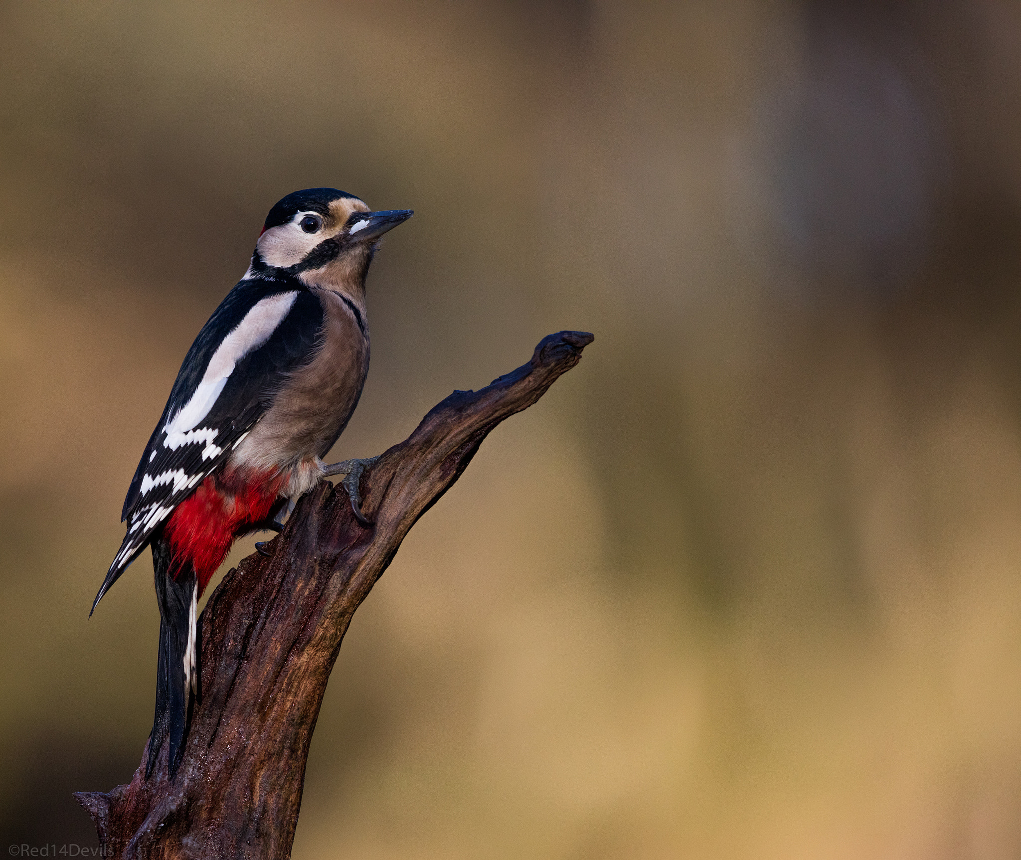 Canon EF 200-400mm F4L IS USM Extender 1.4x sample photo. Great spotted woodpecker photography