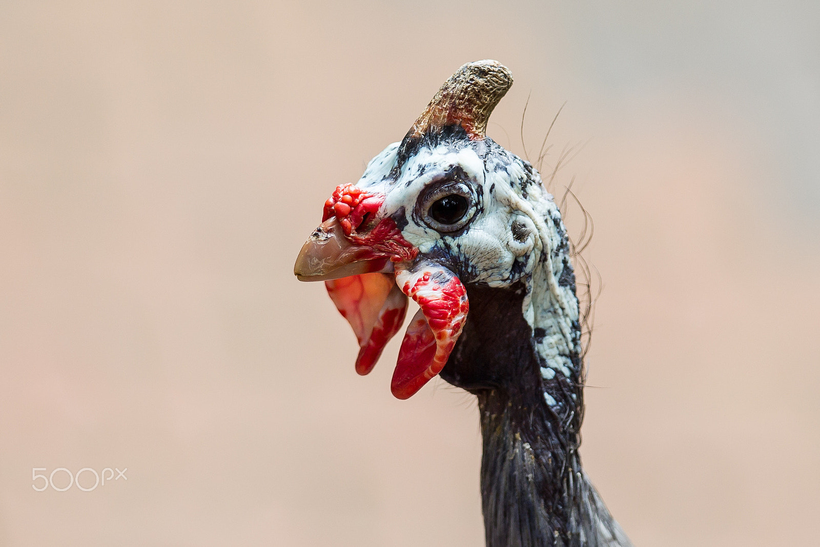 Canon EOS-1D Mark IV sample photo. Good looking ugly - helmeted guineafowl photography