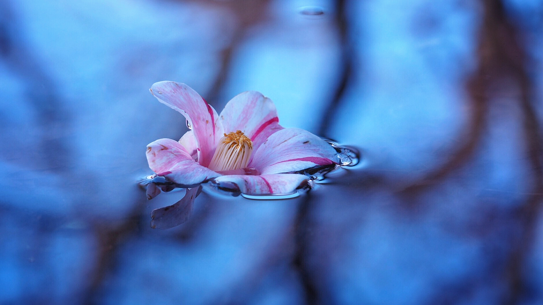 Olympus M.Zuiko Digital ED 60mm F2.8 Macro sample photo. Floating flower photography