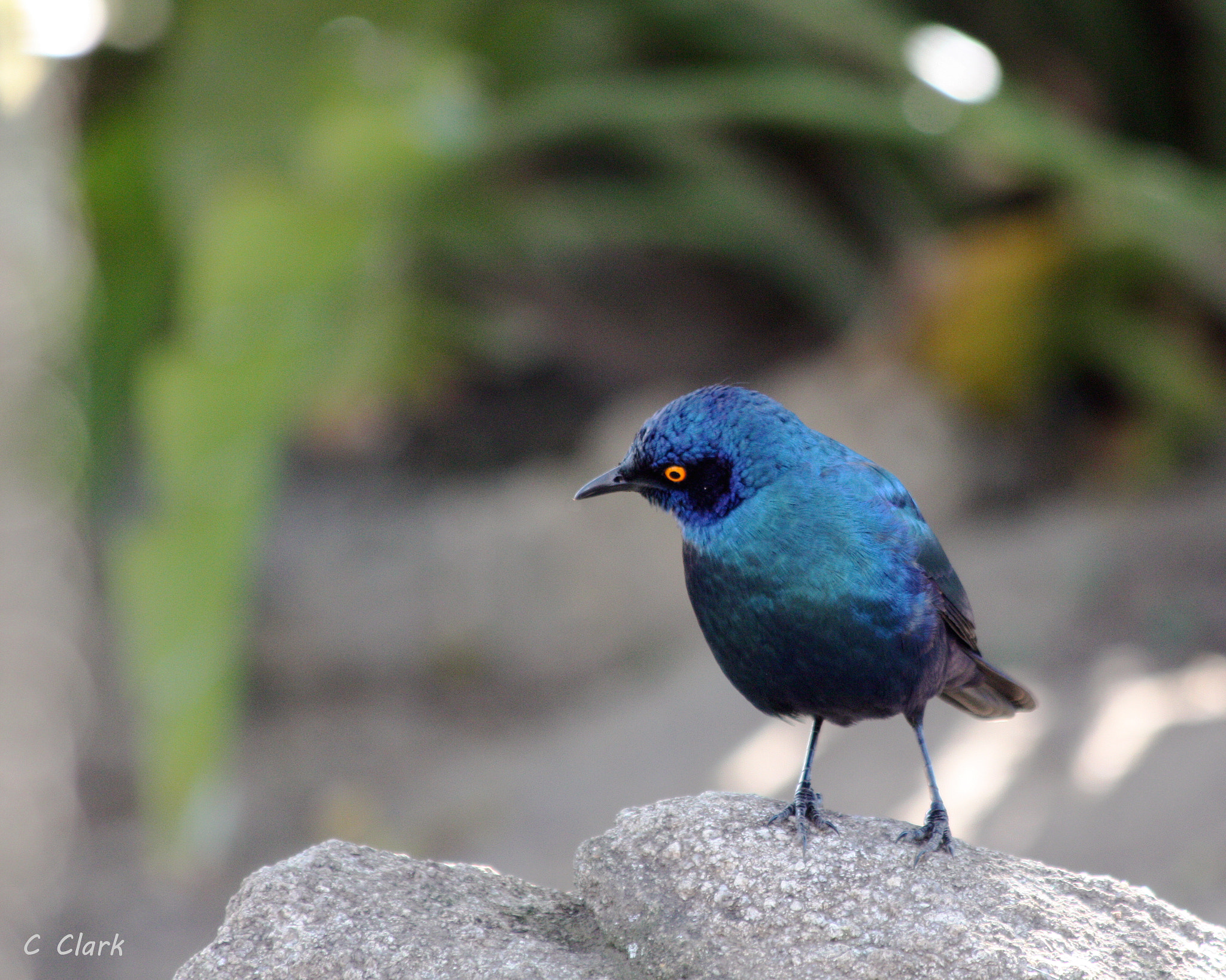 Canon EOS 450D (EOS Rebel XSi / EOS Kiss X2) sample photo. Greater blue-eared starling photography