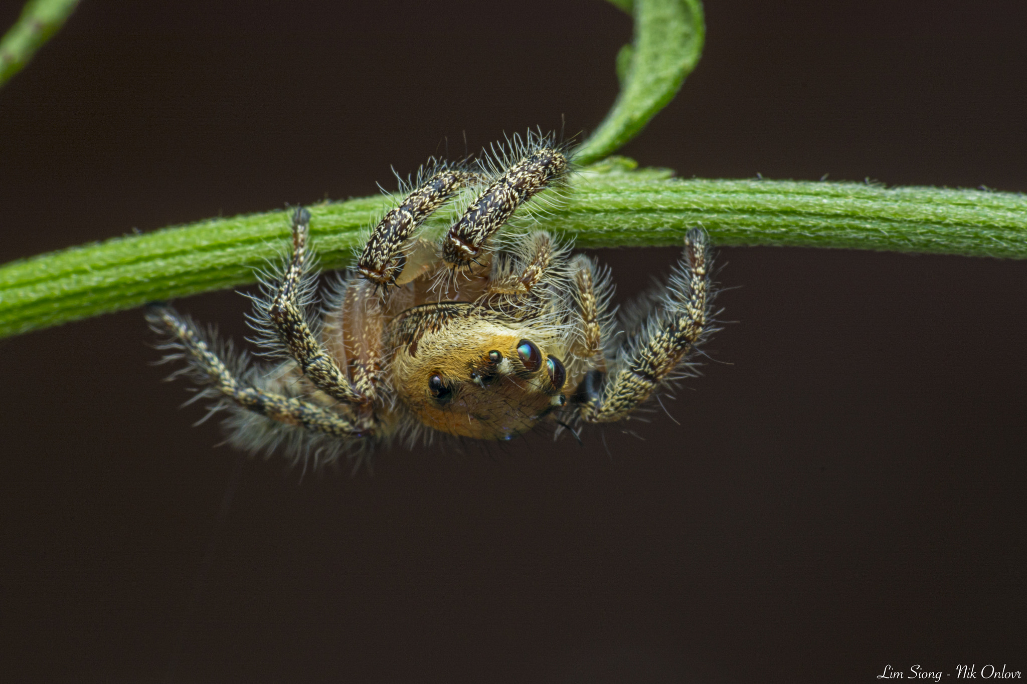Sigma 70-300mm F4-5.6 APO DG Macro sample photo. Workout: body lifting photography