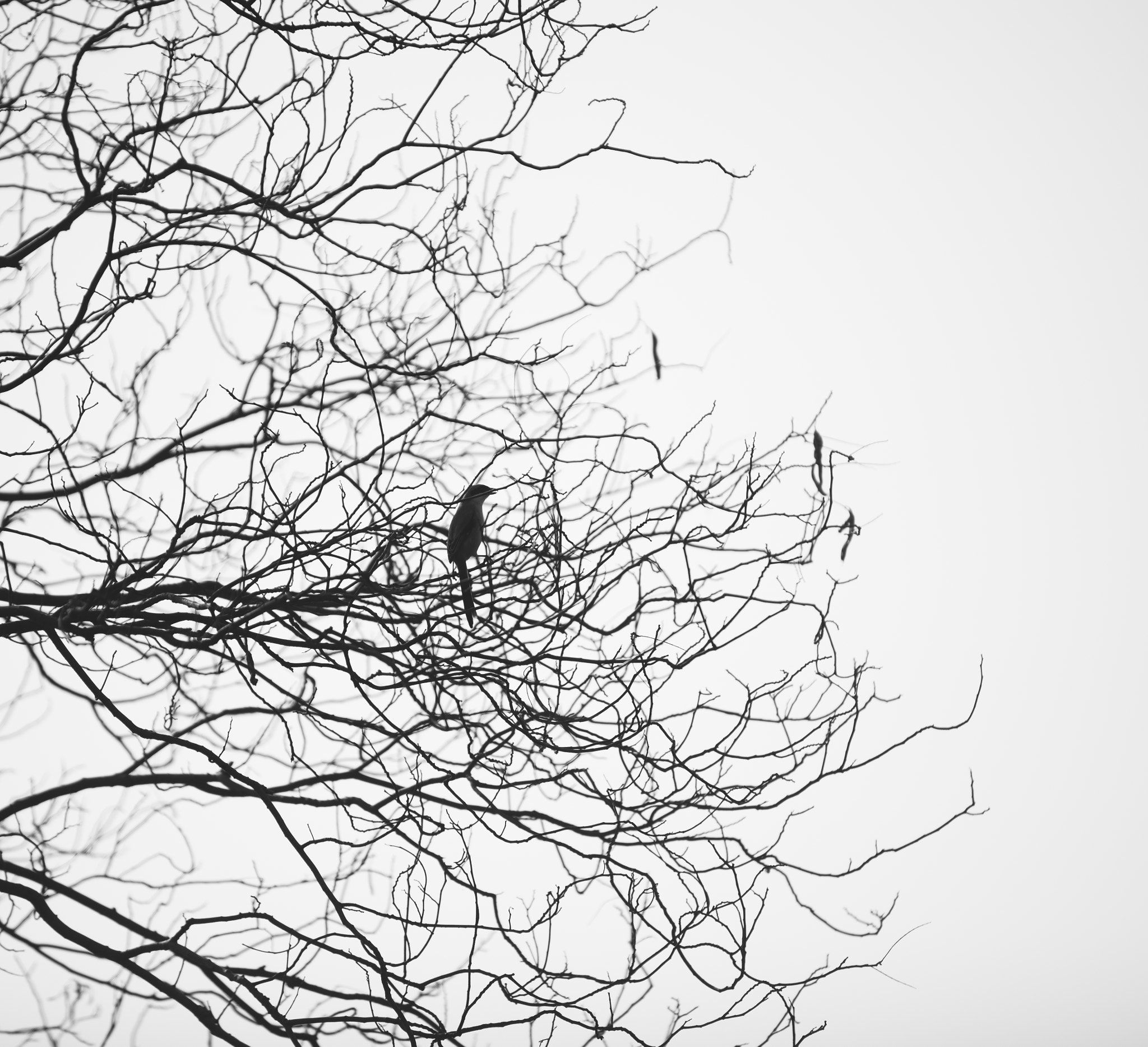 Nikon D800E sample photo. Winter died. photography