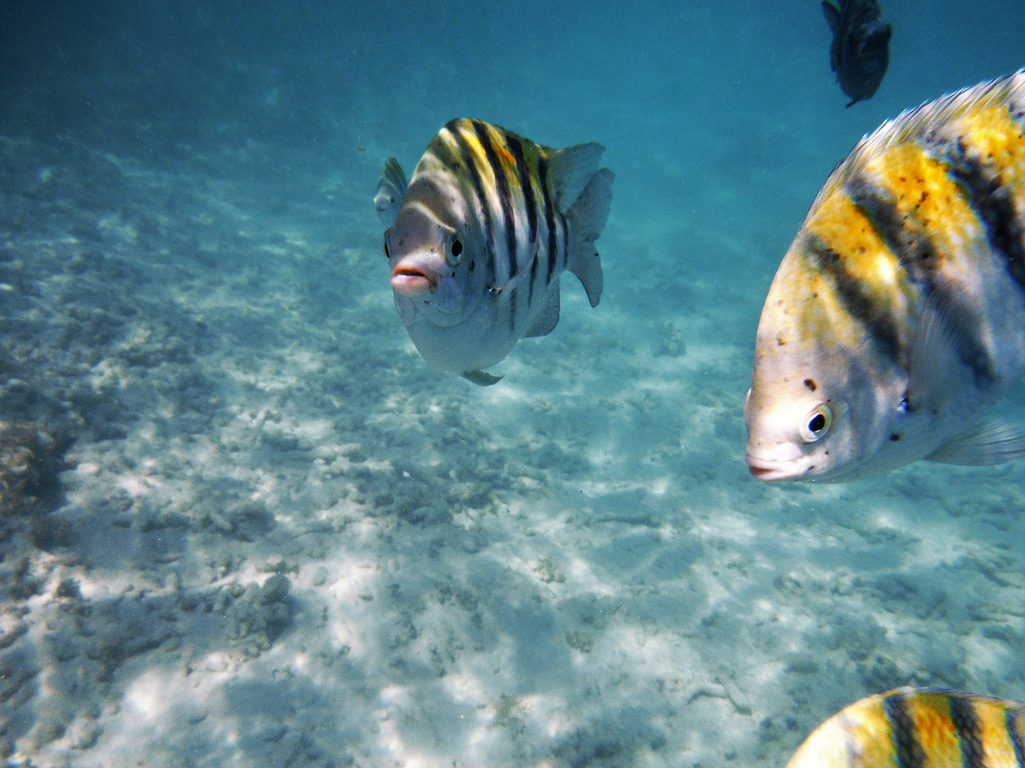 Fujifilm FinePix XP60 sample photo. Fish in the sea photography