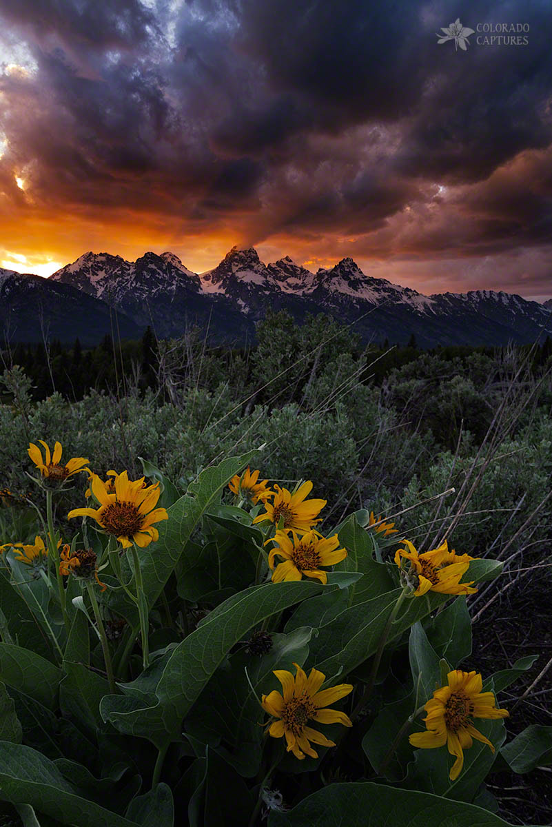 Pentax K-1 sample photo. Aspen sunflower sunset in the tetons photography